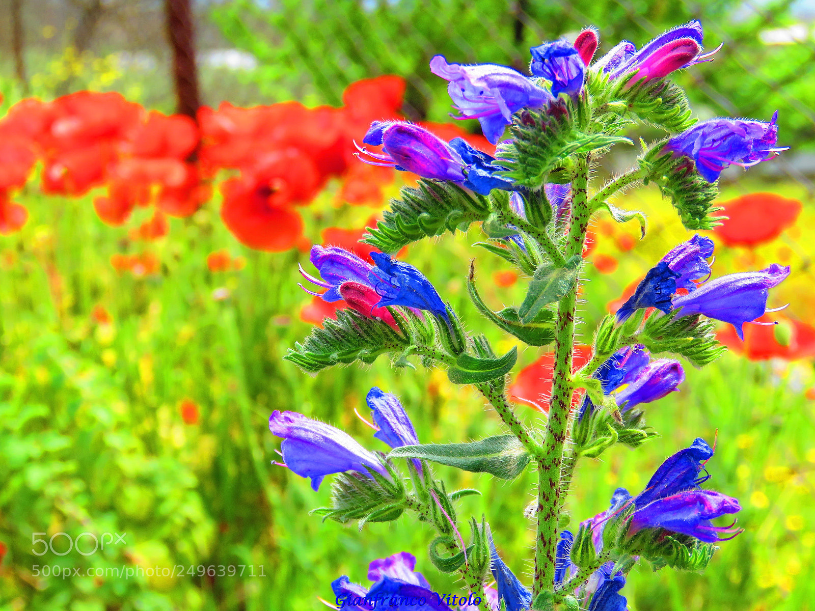 Canon PowerShot SX60 HS sample photo. Spring flowers photography