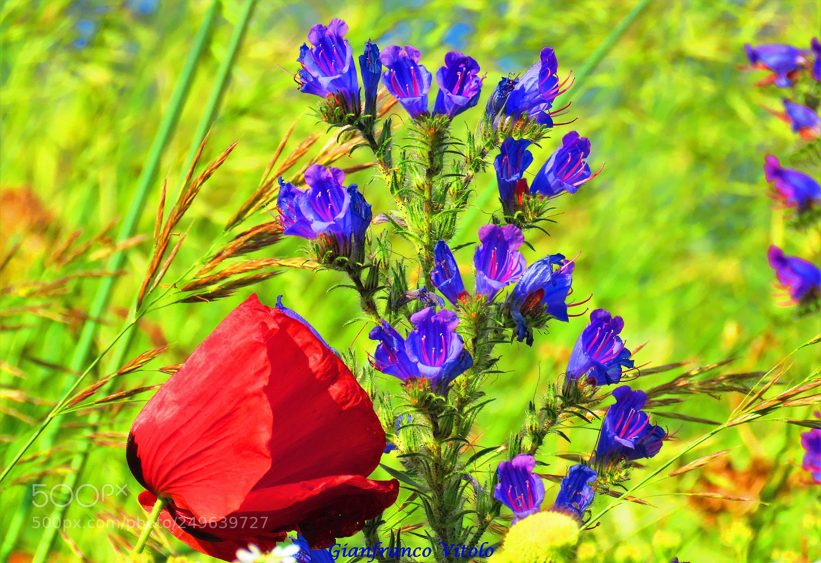 Canon PowerShot SX60 HS sample photo. Spring flowers photography