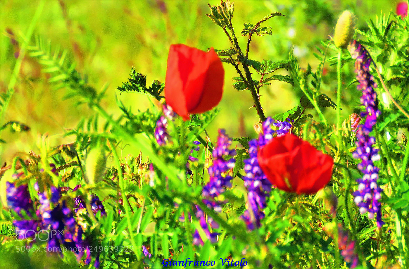 Canon PowerShot SX60 HS sample photo. Spring flowers photography