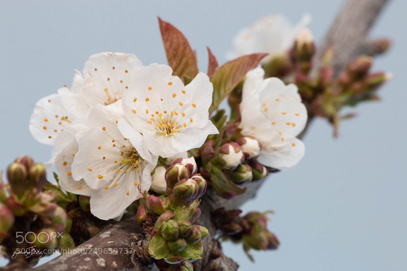 Canon EOS 70D sample photo. Cherry blossom photography