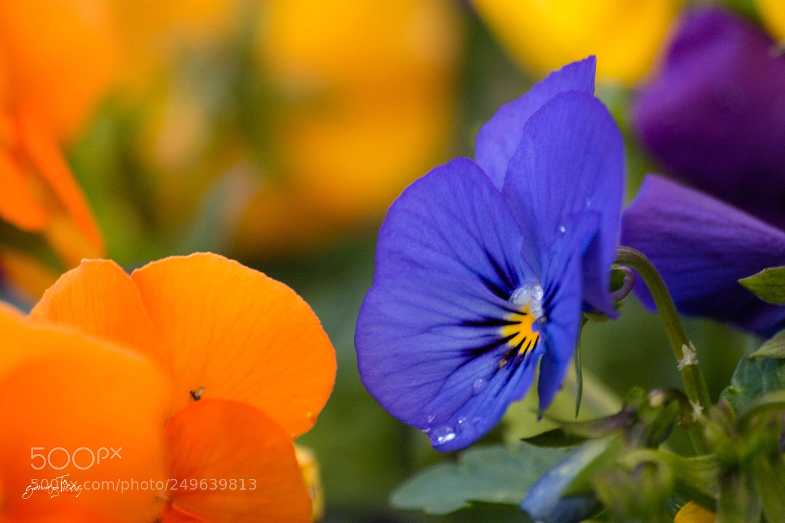 Canon EOS 70D sample photo. Pansies photography
