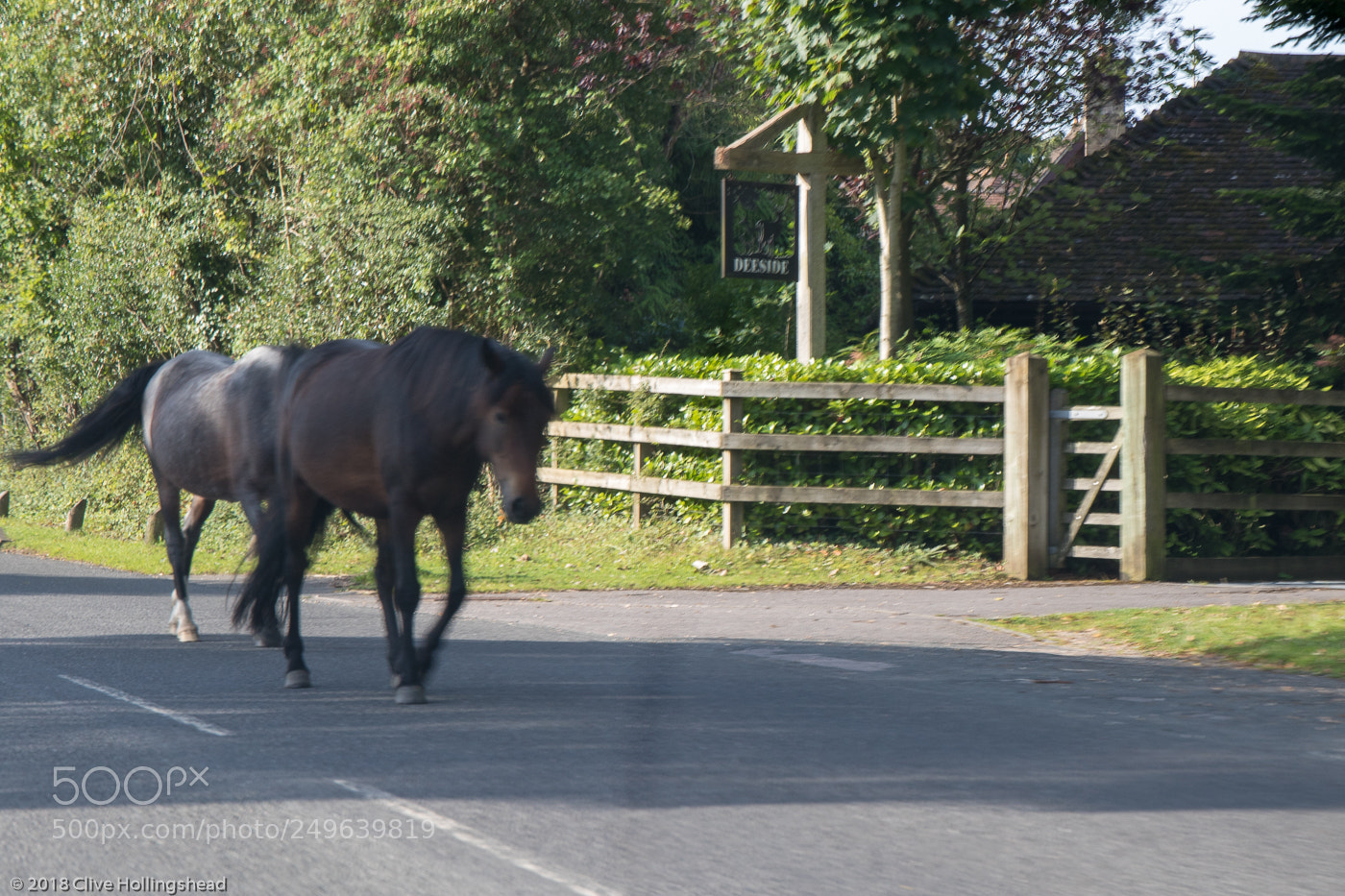 Canon EOS 7D Mark II sample photo. 6 legged horse on photography