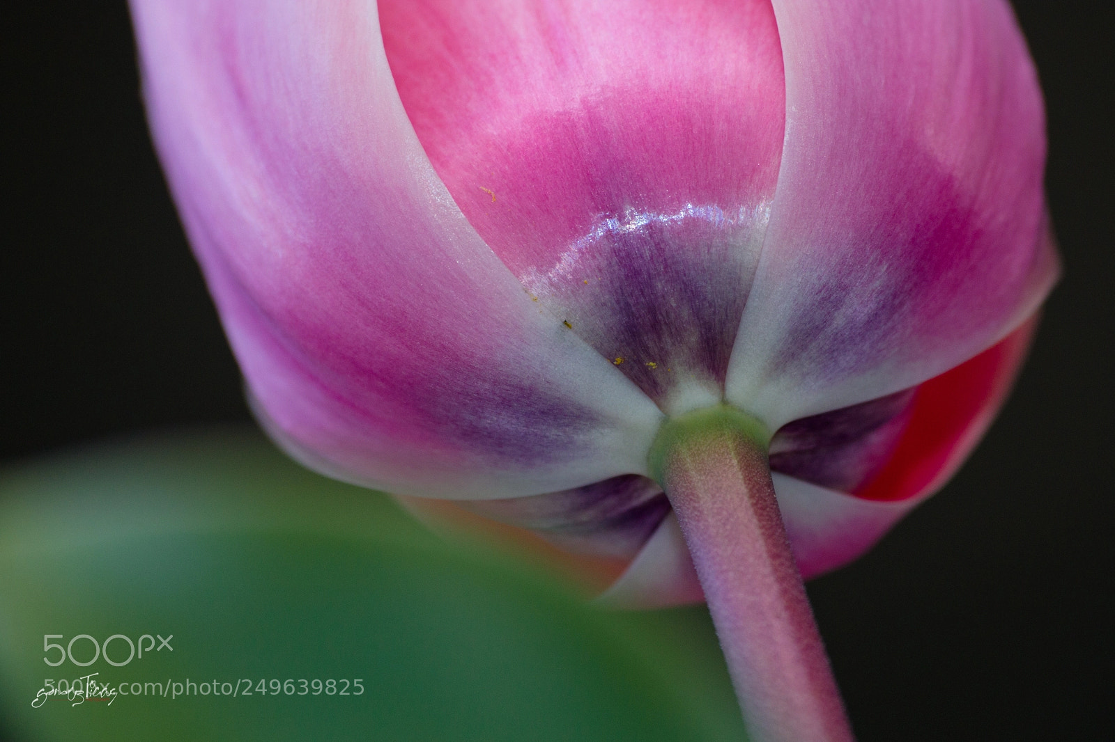 Canon EOS 70D sample photo. Spring! photography