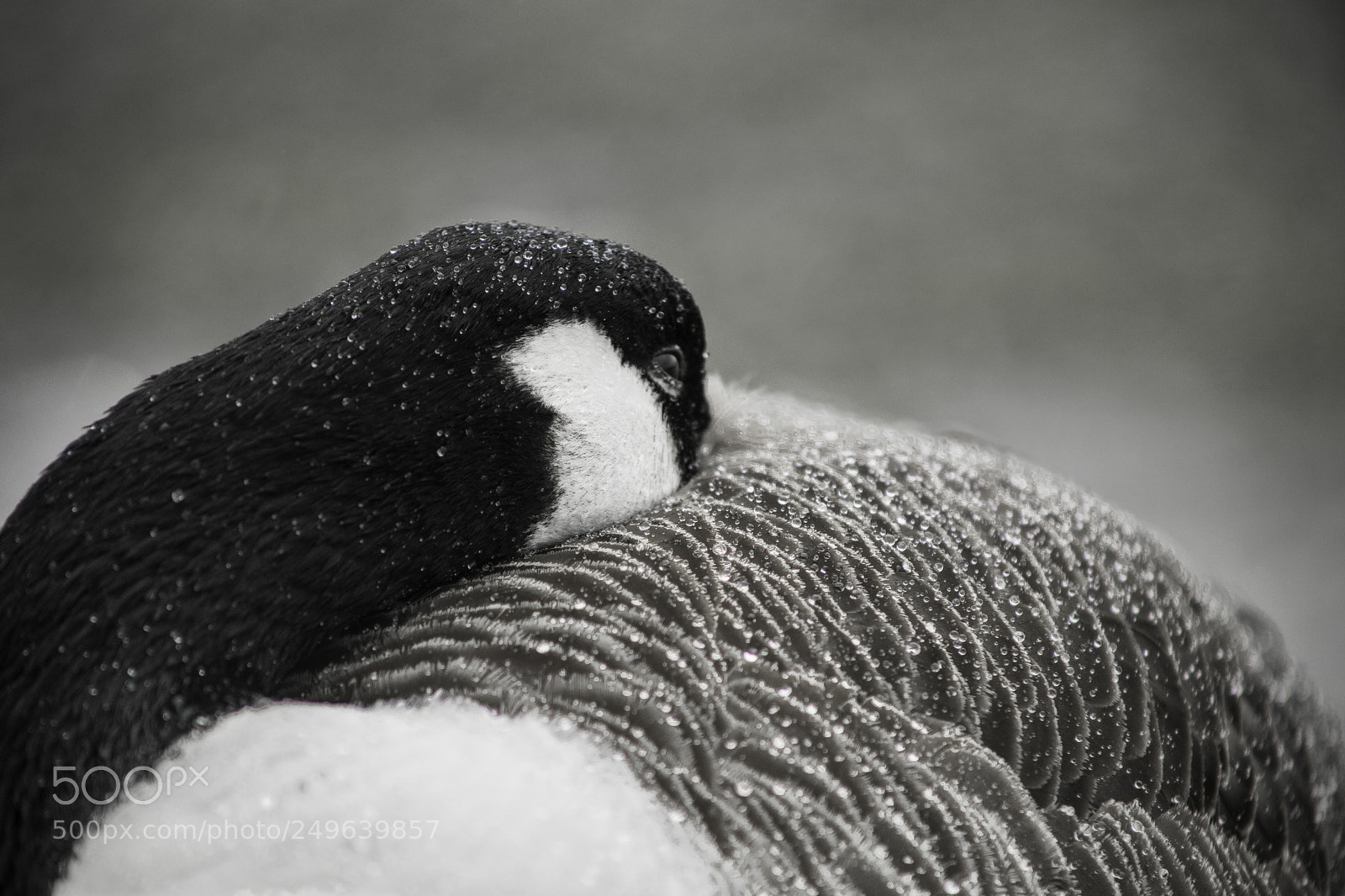Canon EOS 6D Mark II sample photo. Froid de canard photography