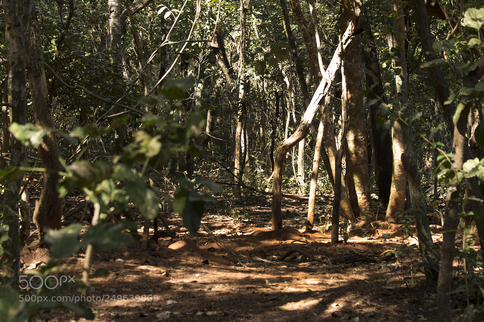 Canon EOS 60D sample photo. Img photography