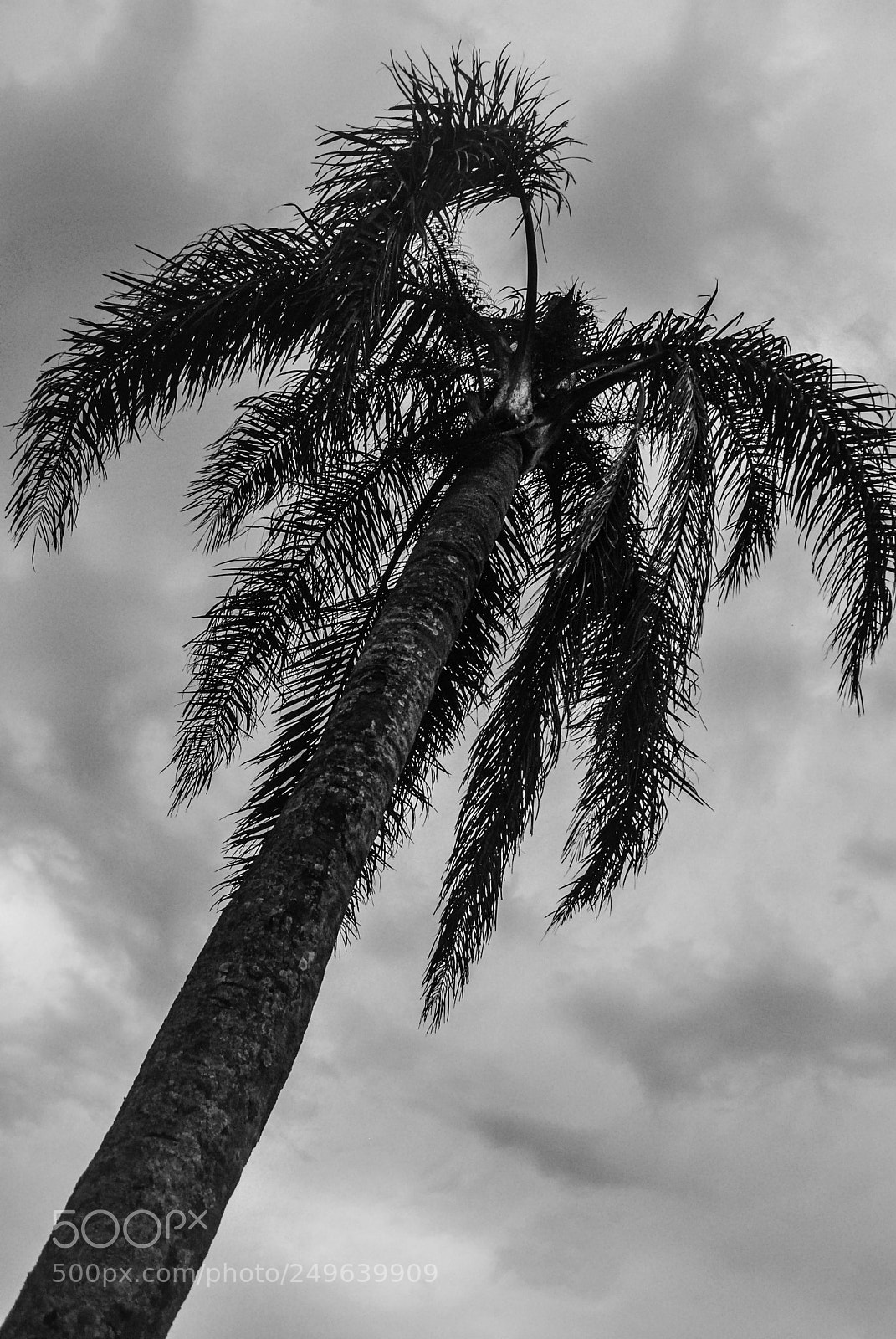 Nikon D60 sample photo. Palm tree photography