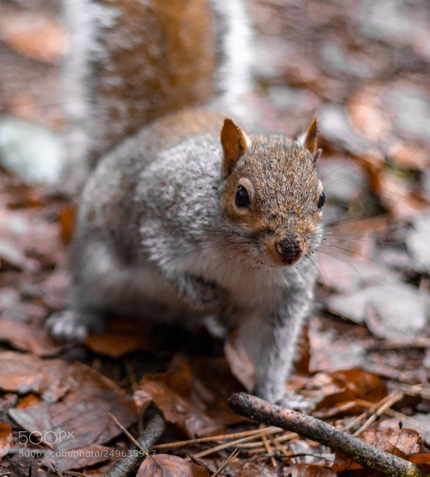 Canon EOS 77D (EOS 9000D / EOS 770D) sample photo. Squirrel photography