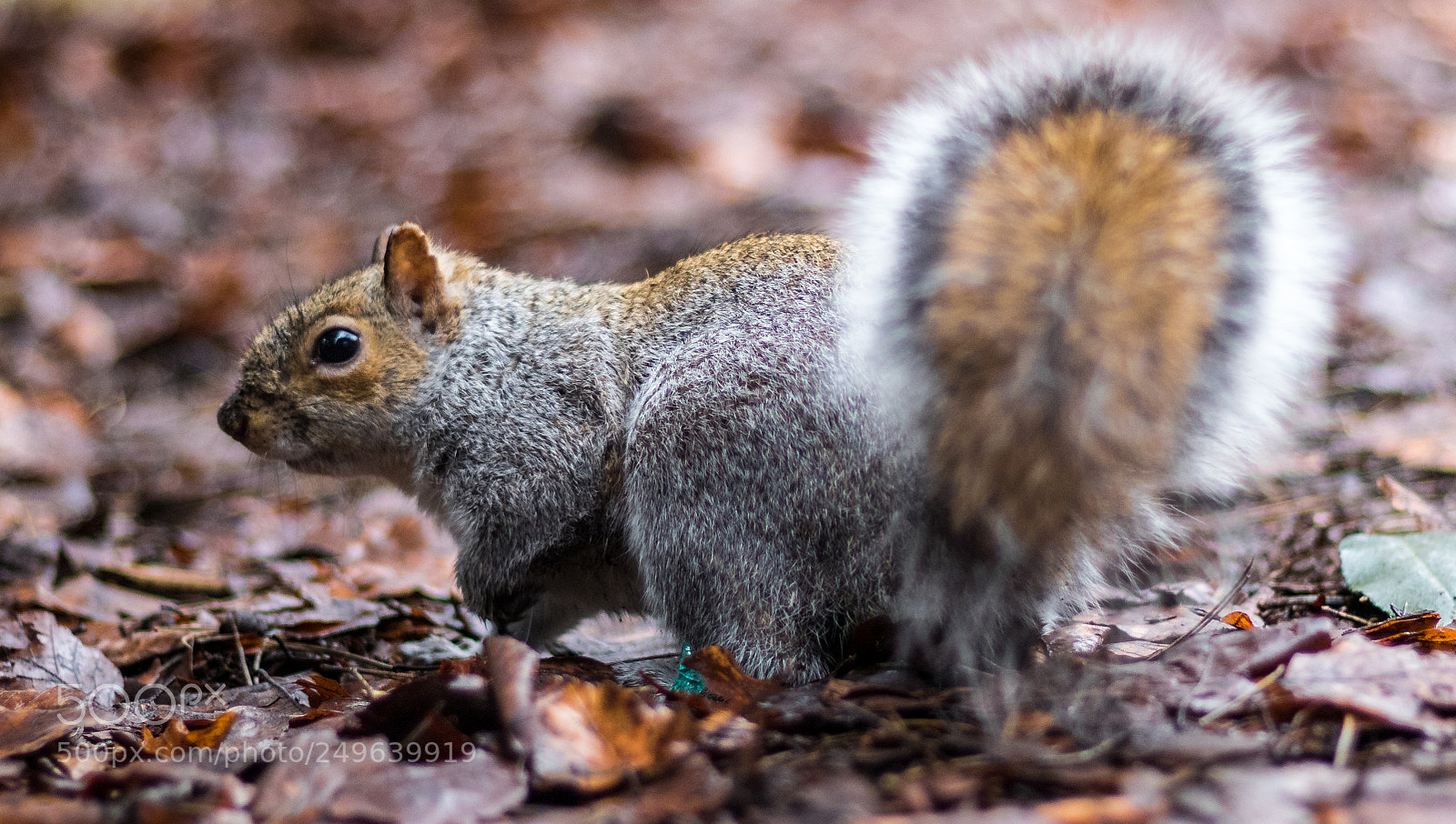 Canon EOS 77D (EOS 9000D / EOS 770D) sample photo. Squirrel photography