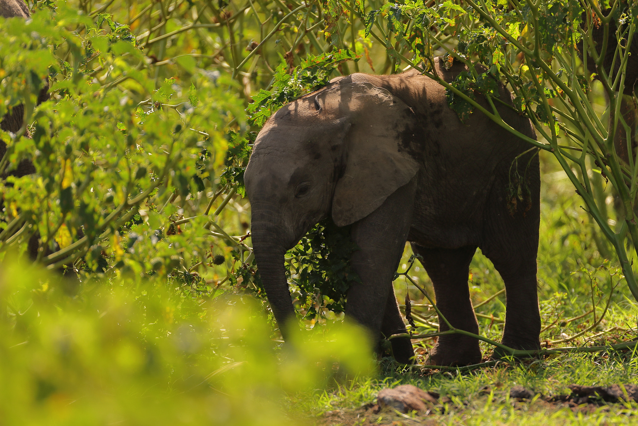 Canon EOS 5D Mark IV + Canon EF 500mm F4L IS USM sample photo. Baby elephant # 2 photography