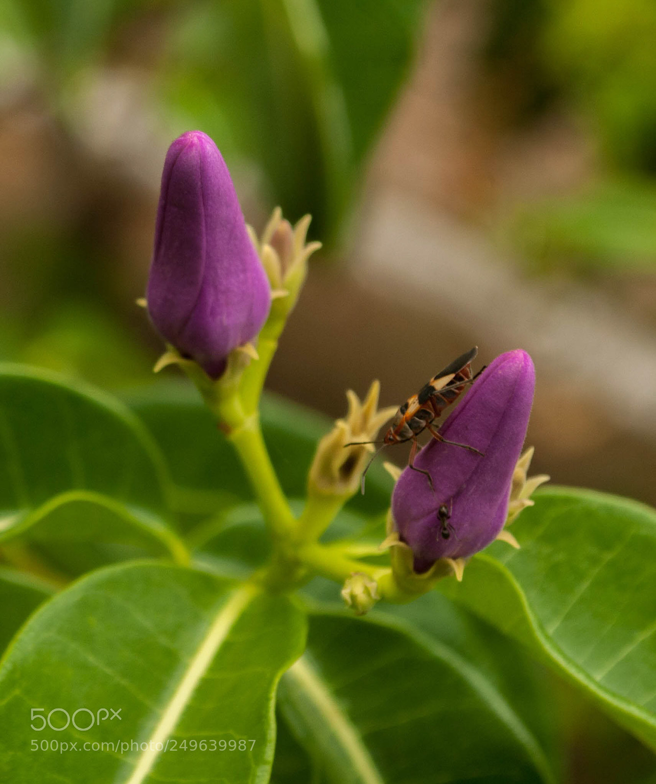 Nikon D200 sample photo. Untitled photography