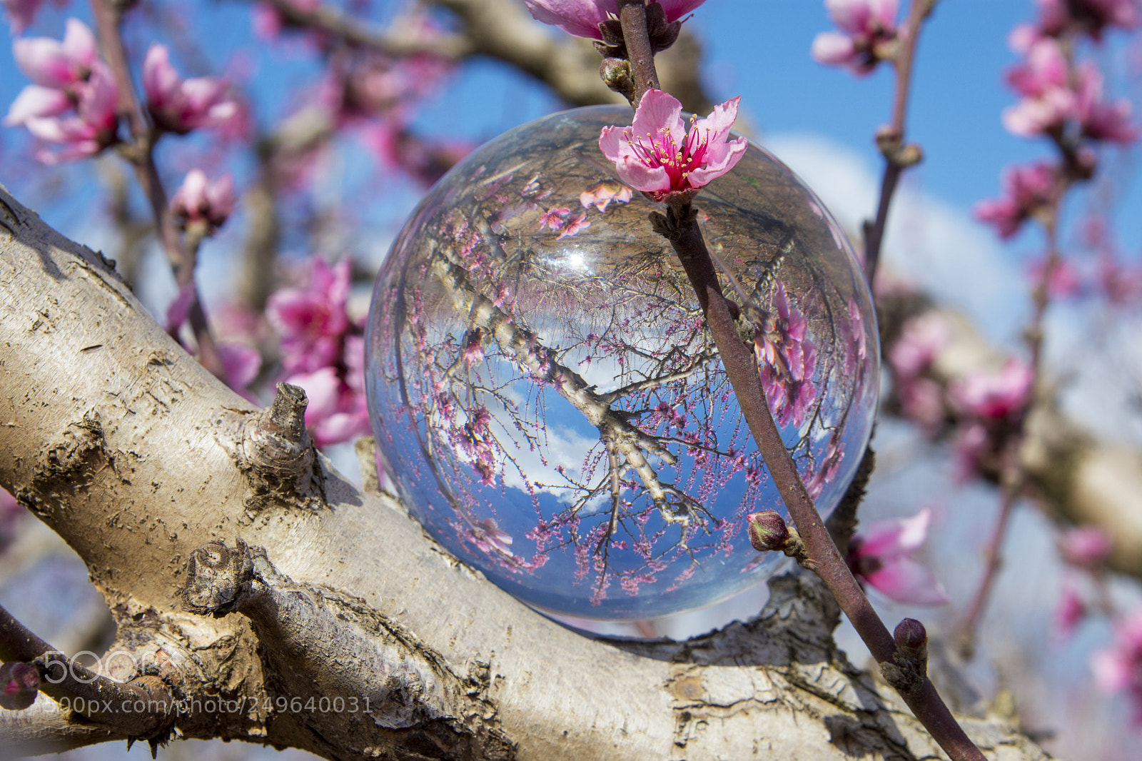 Nikon D7200 sample photo. Flowering photography