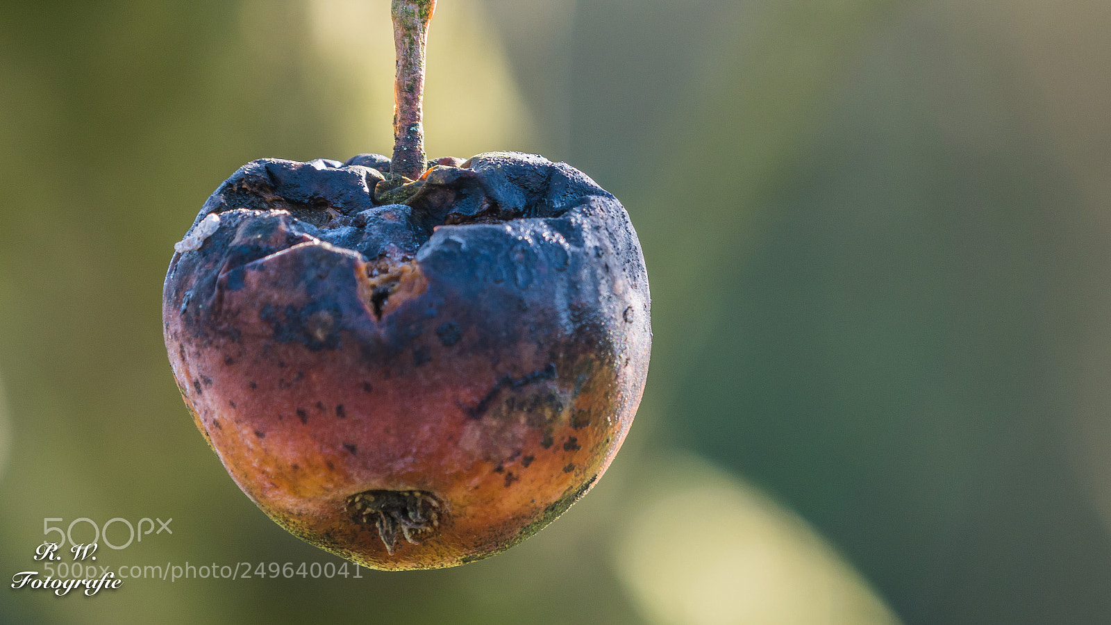Panasonic Lumix DC-G9 sample photo. Letzter apfel photography