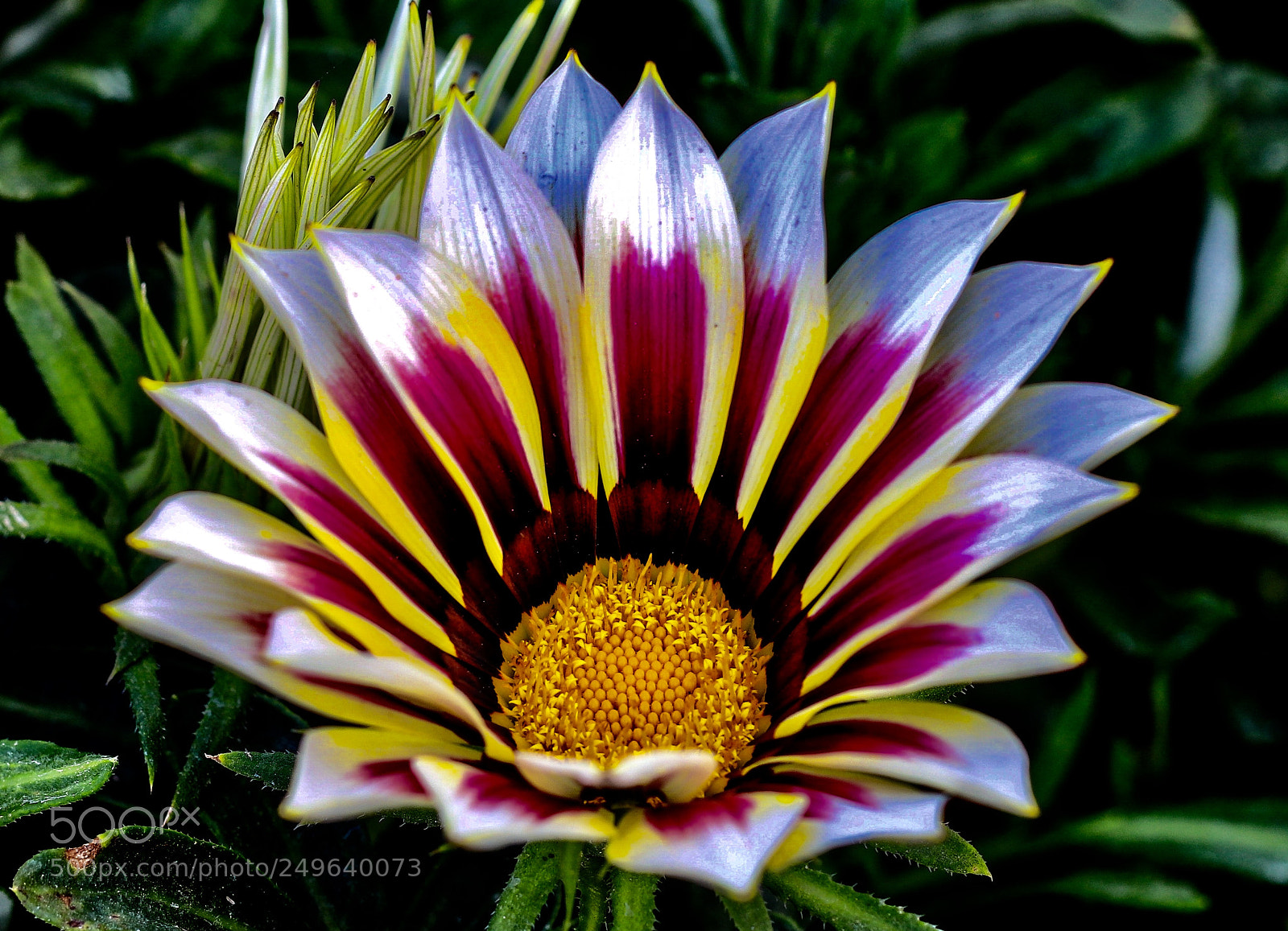 Canon EOS 80D sample photo. Gazania photography