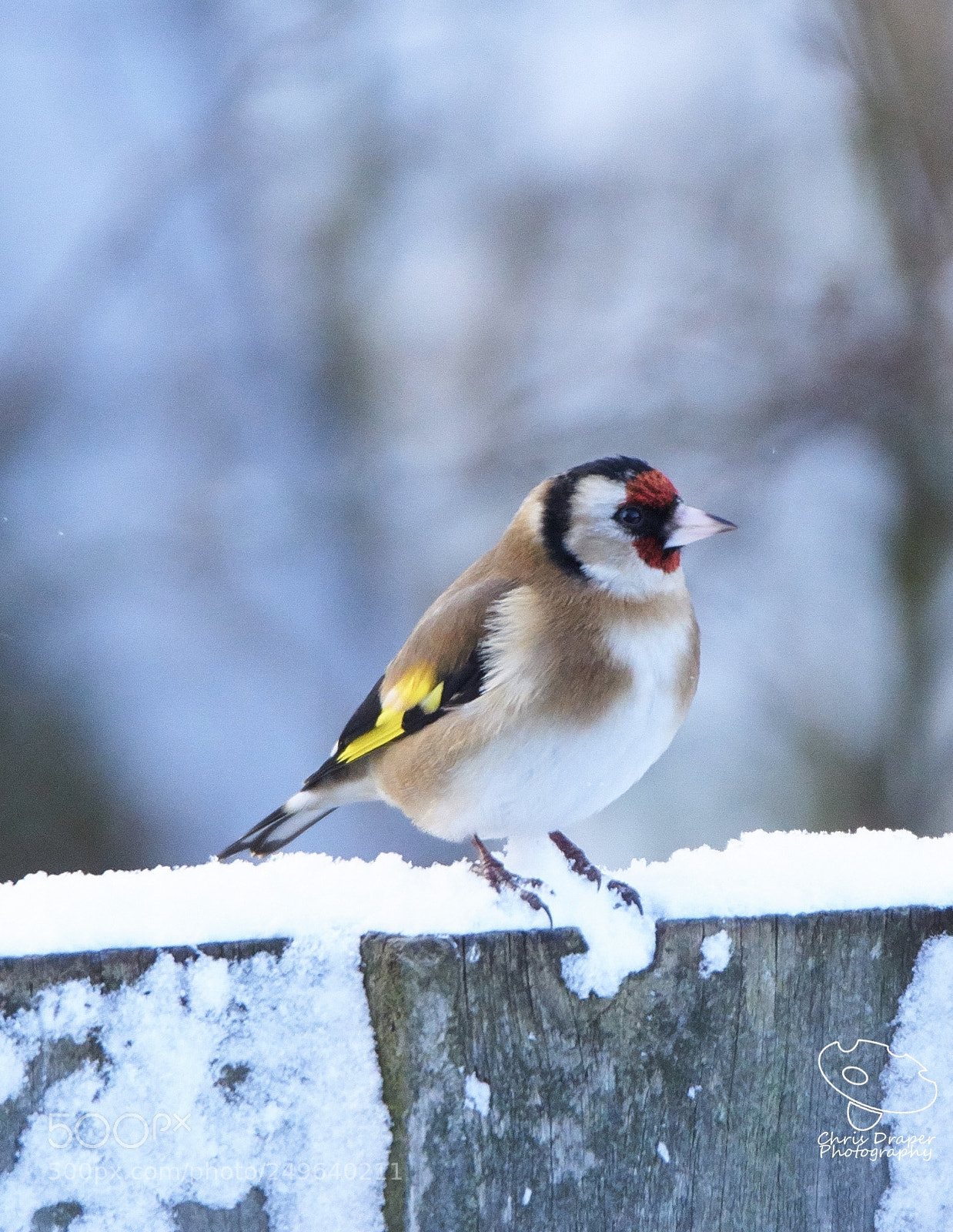 Sony ILCA-77M2 sample photo. Goldfinch in the snow photography