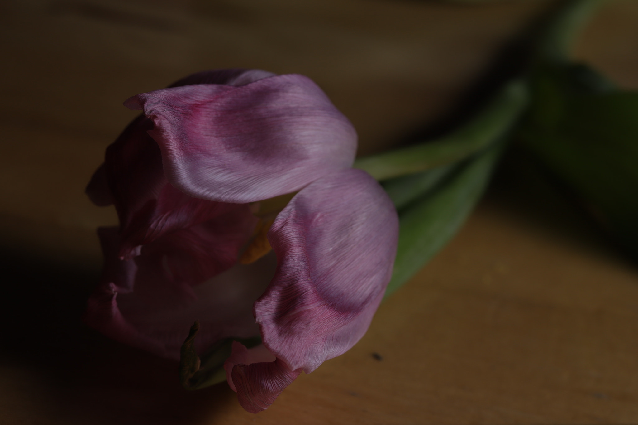 Canon EF 100mm F2.8L Macro IS USM sample photo. Floral v photography