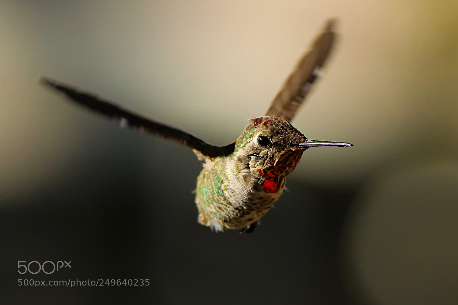 Nikon D3300 sample photo. Hummingbird in flight photography