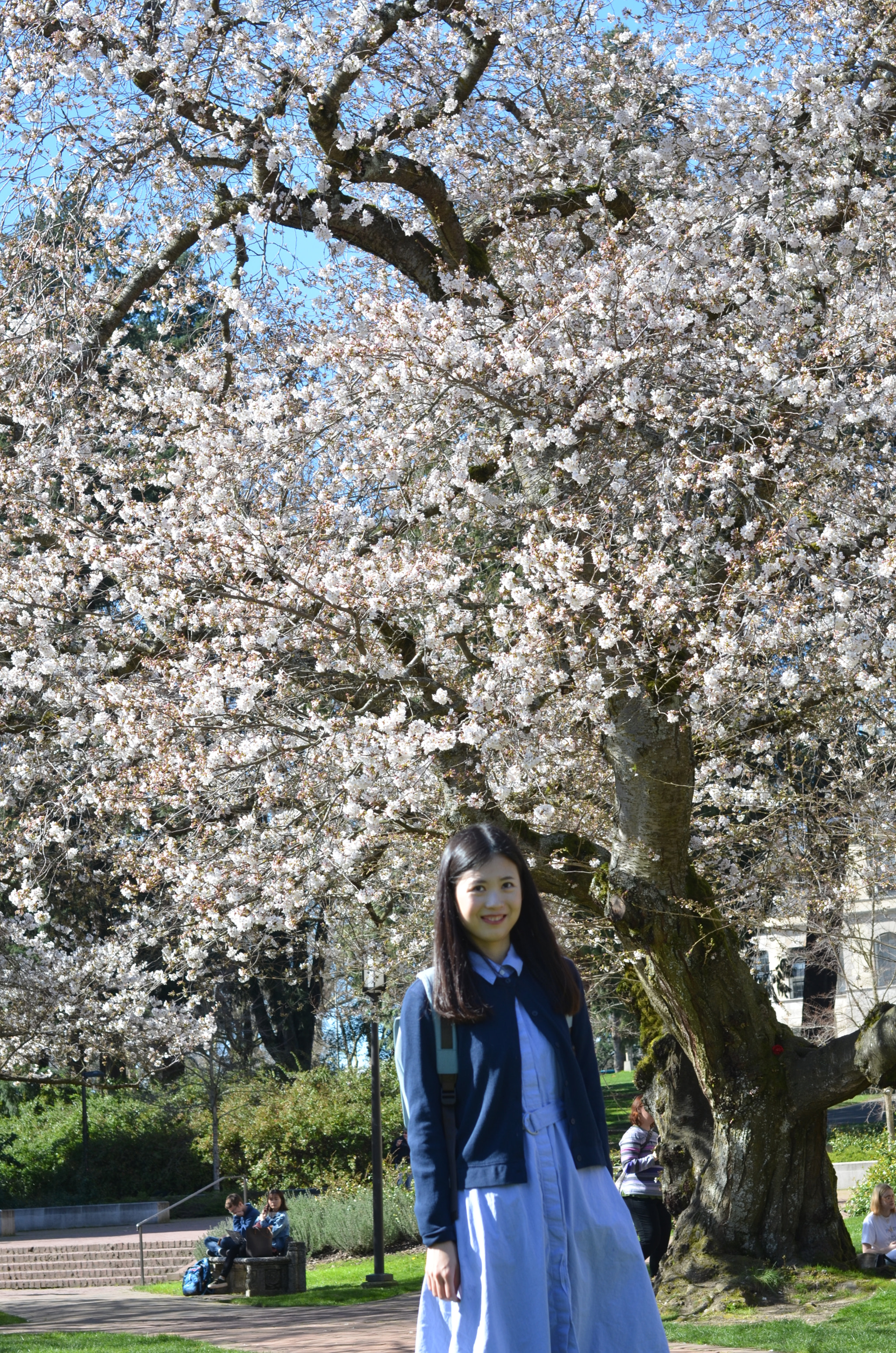 Sigma 50mm F1.4 EX DG HSM sample photo. Uw cherry blossoms photography
