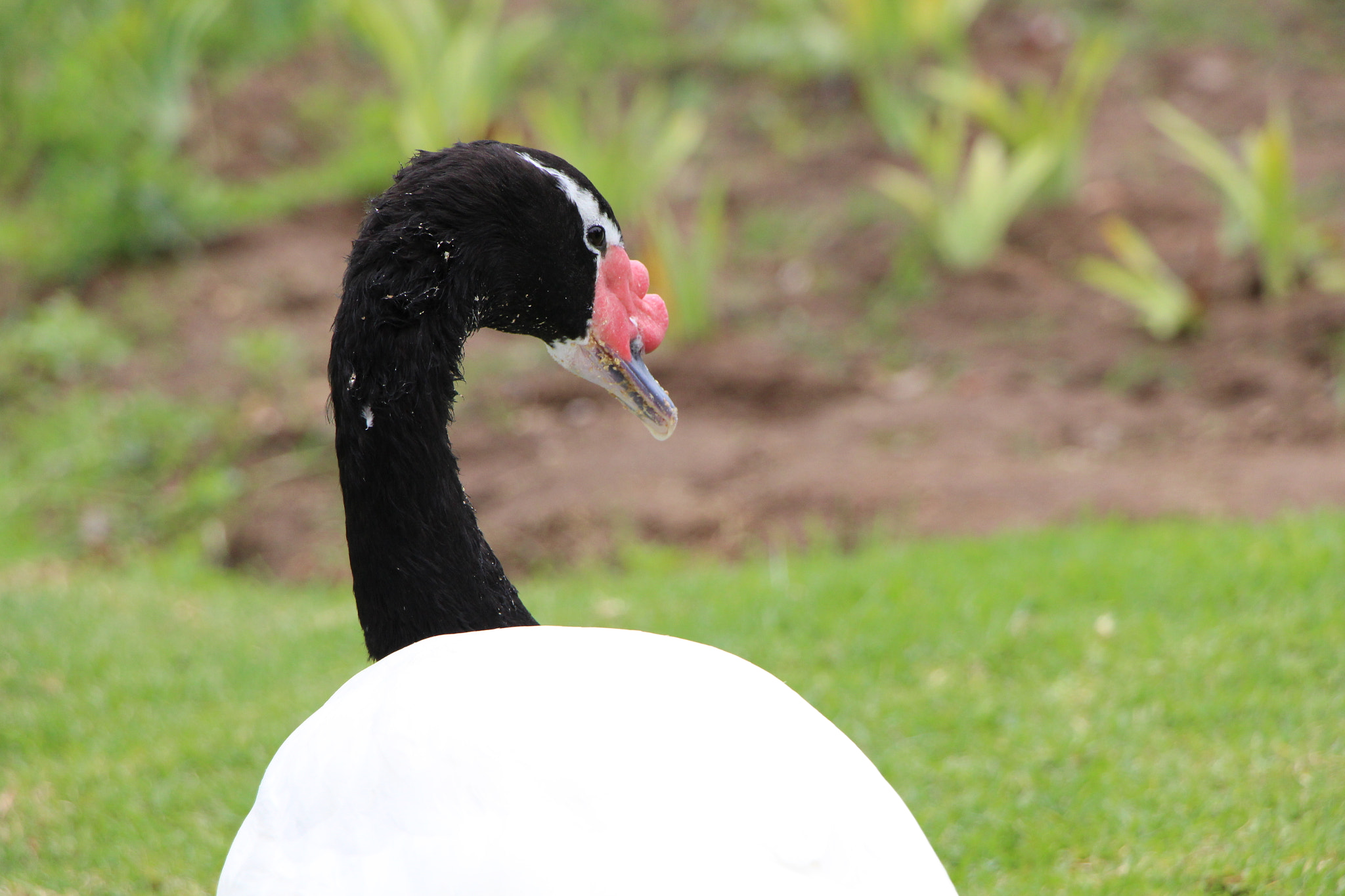 Canon EOS 700D (EOS Rebel T5i / EOS Kiss X7i) sample photo. Img photography
