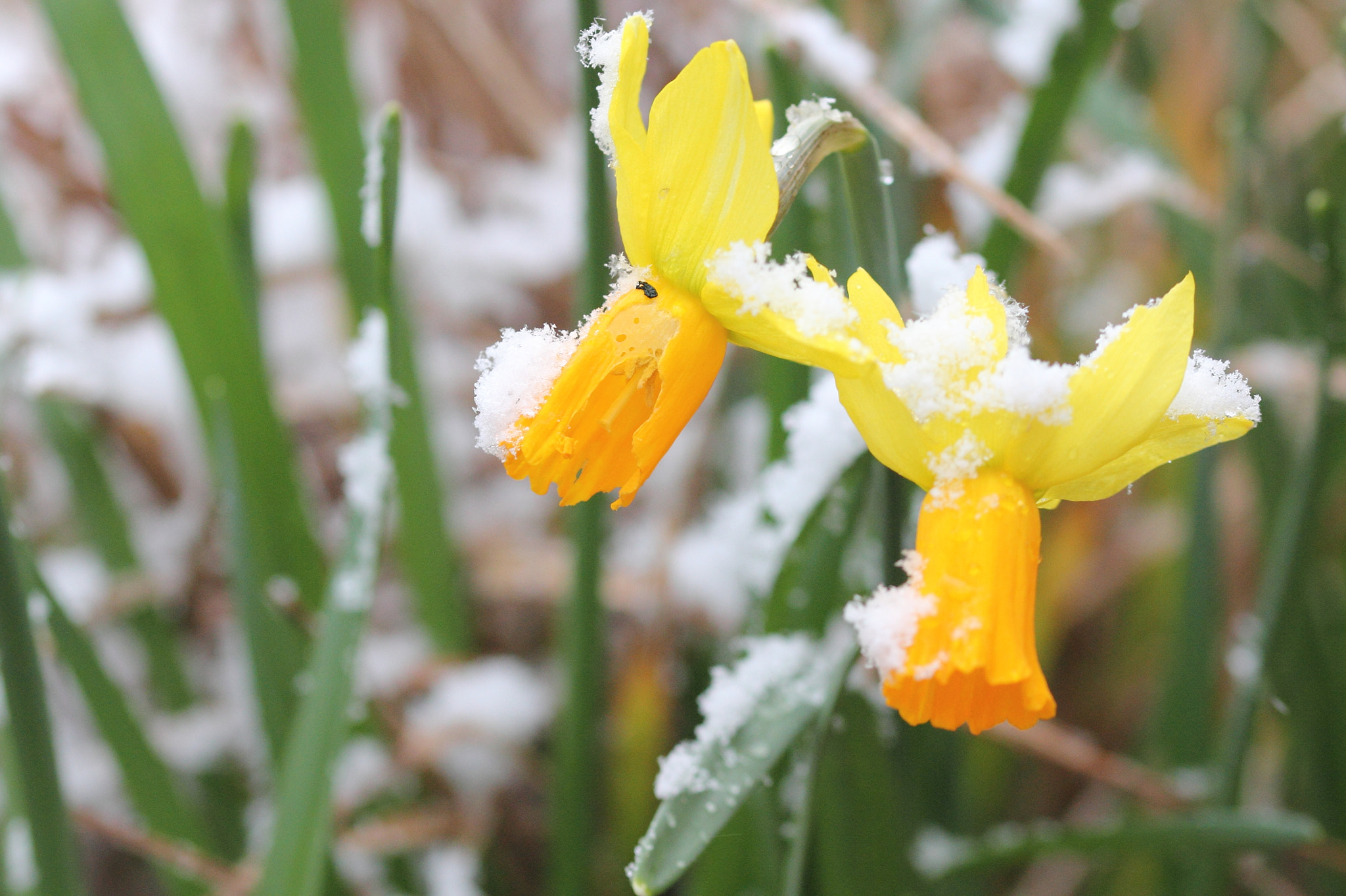 Sigma 105mm F2.8 EX DG OS HSM sample photo. Daffs in the snow photography