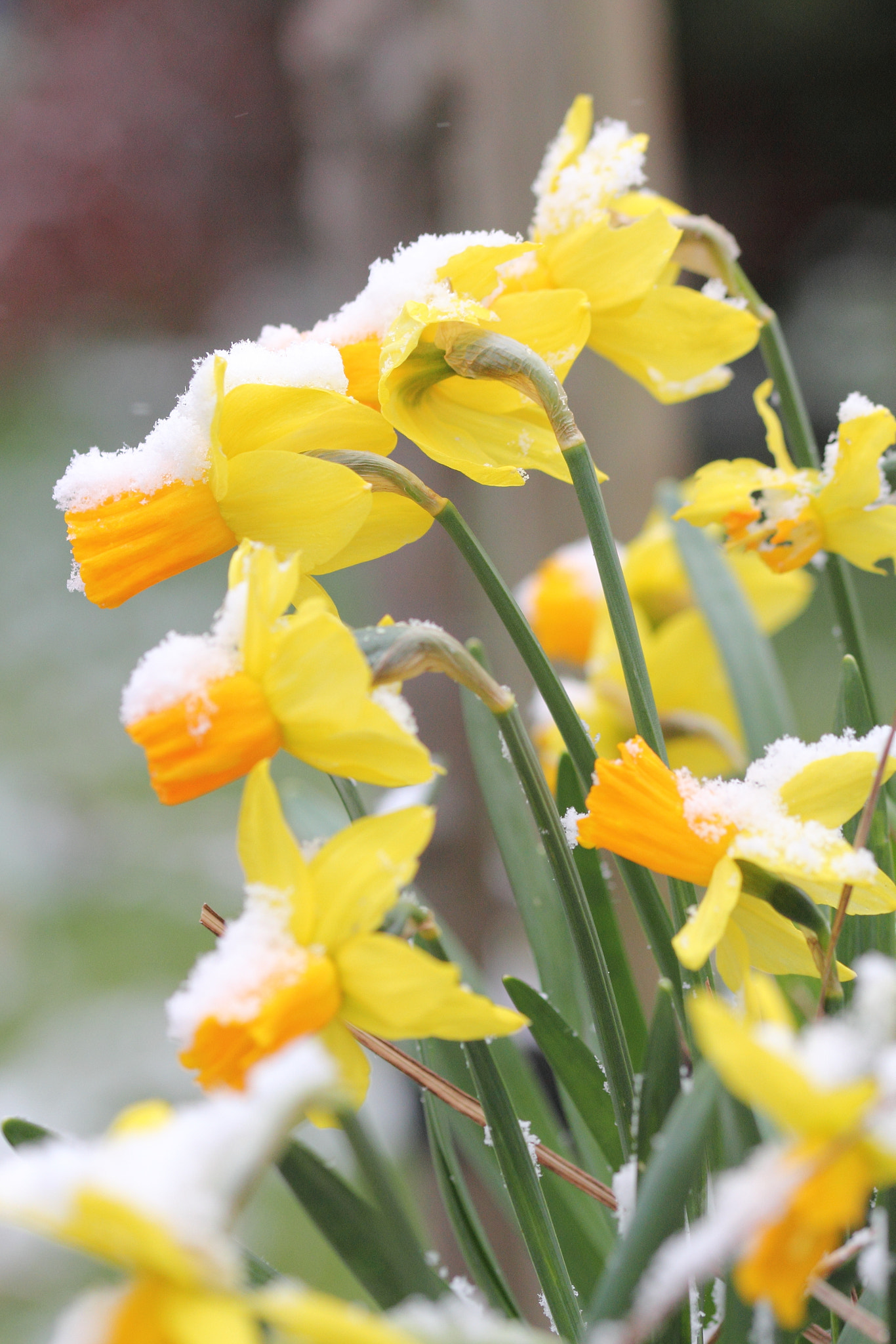 Canon EOS 60D + Sigma 105mm F2.8 EX DG OS HSM sample photo. Daffs in the snow photography