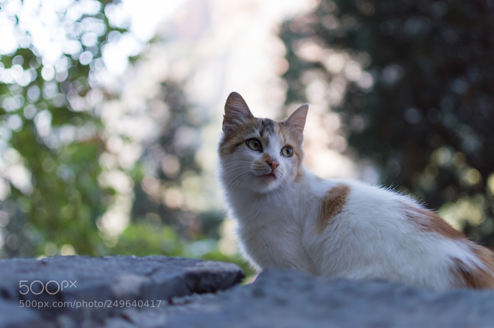 Nikon D3200 sample photo. Cat photography