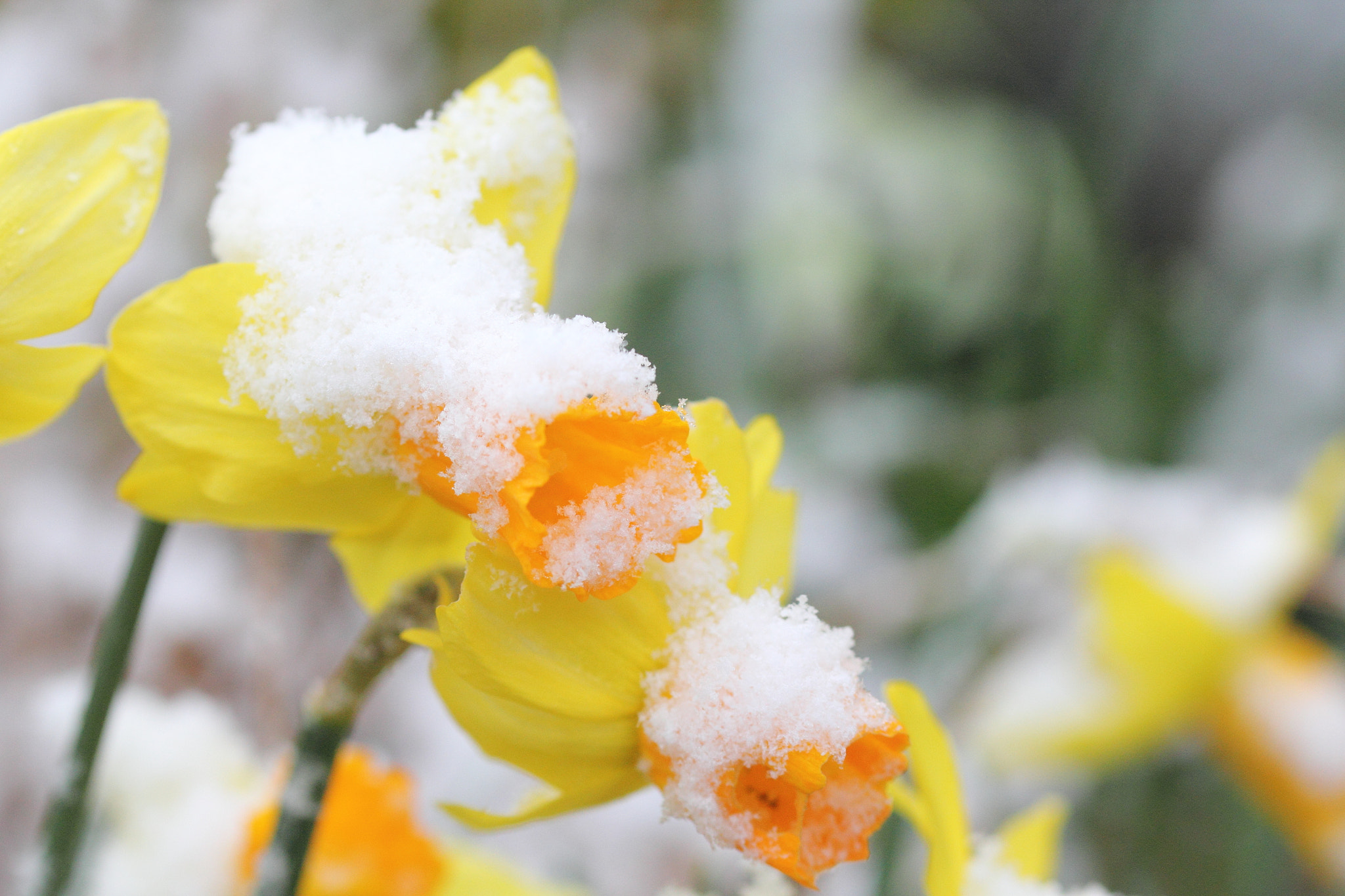 Sigma 105mm F2.8 EX DG OS HSM sample photo. Daffs in the snow photography