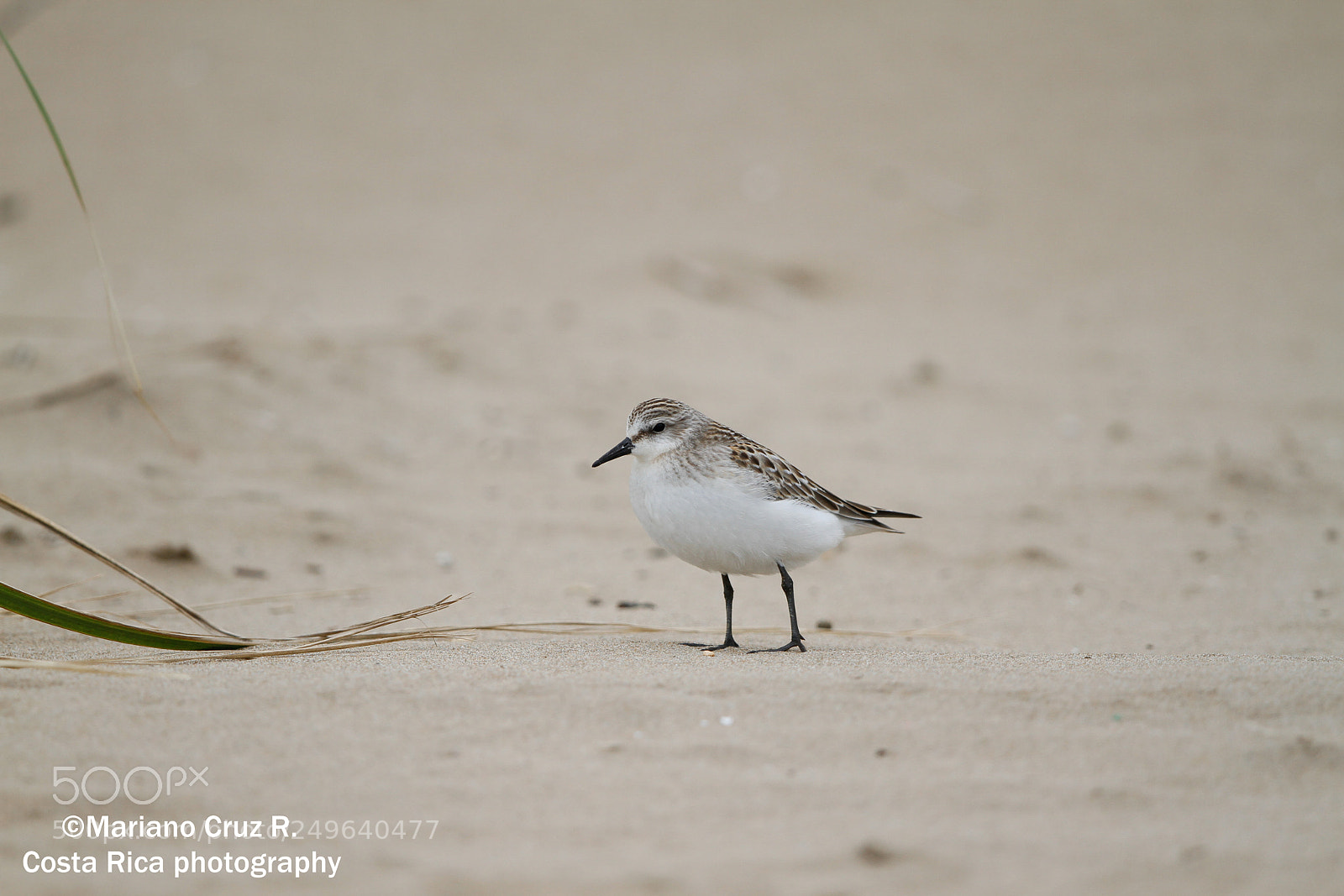 Canon EOS 7D sample photo. Red-necked stint photography