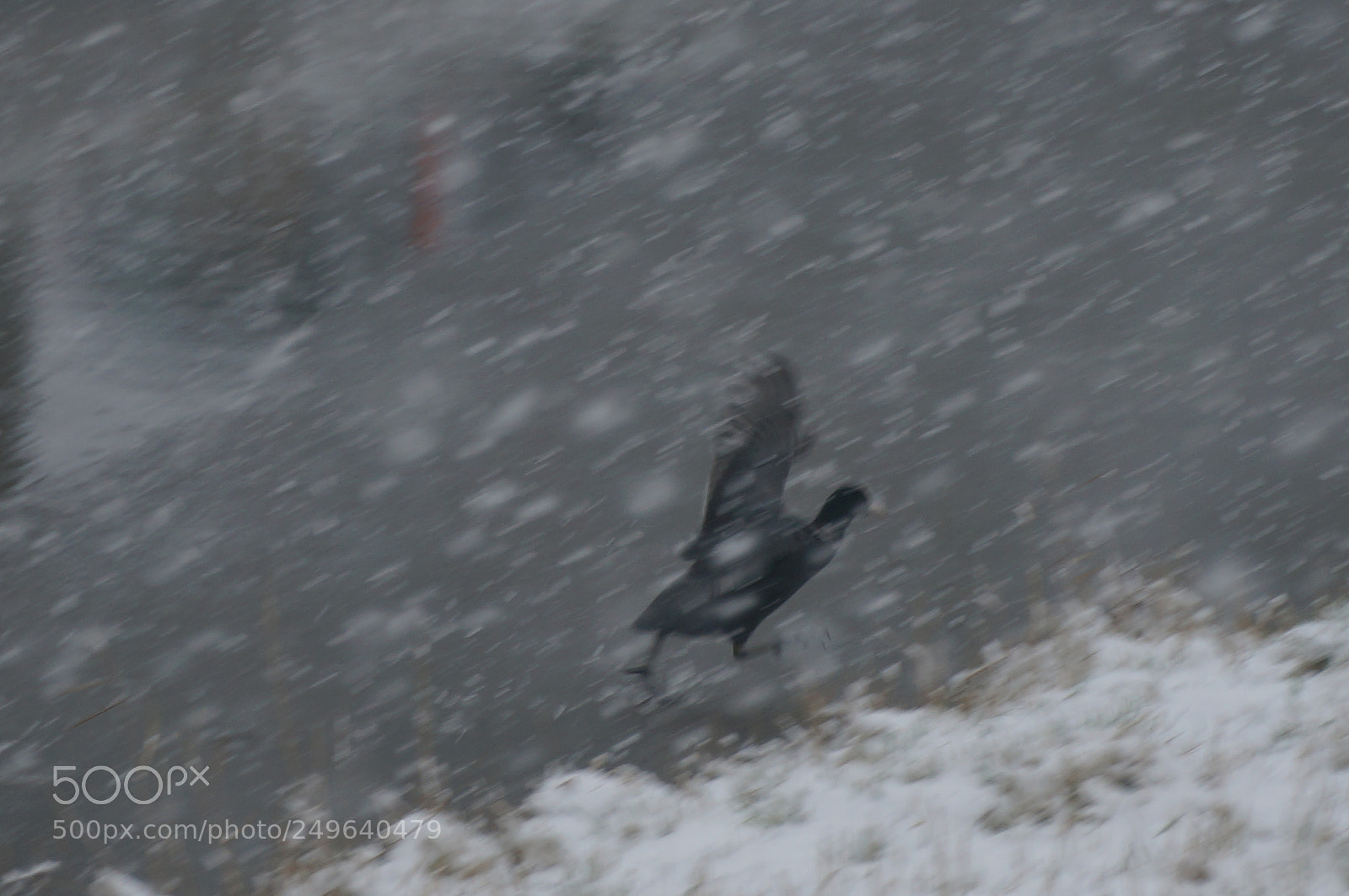 Sony Alpha NEX-6 sample photo. Coot in snowstorm photography