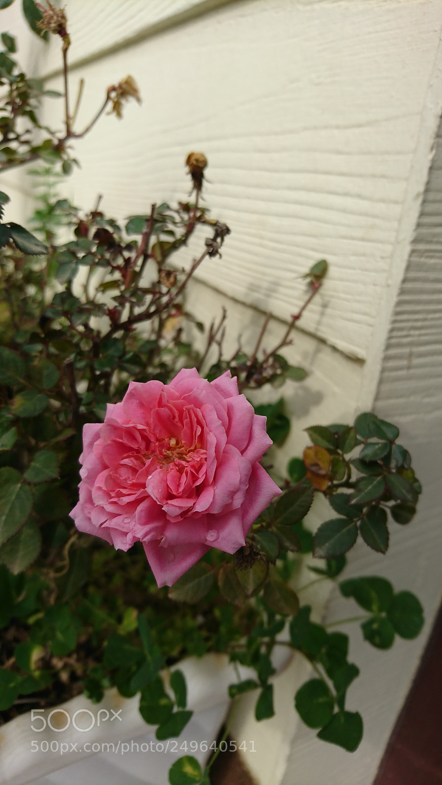 Sony Xperia XZ sample photo. Rose photography