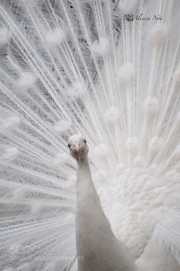 Nikon D300 sample photo. White bird photography