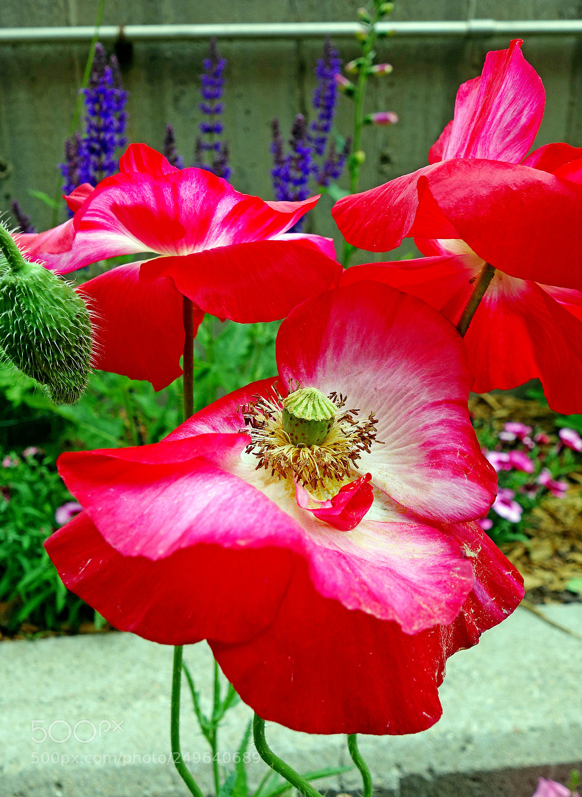 Sony Cyber-shot DSC-RX100 sample photo. Shocking poppies photography