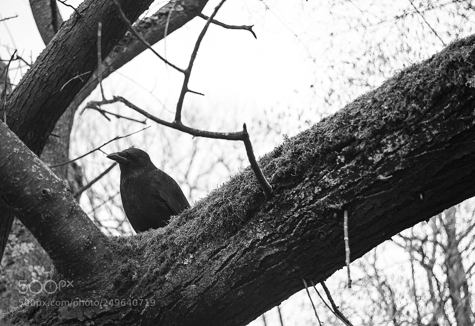 Nikon D610 sample photo. Black raven photography