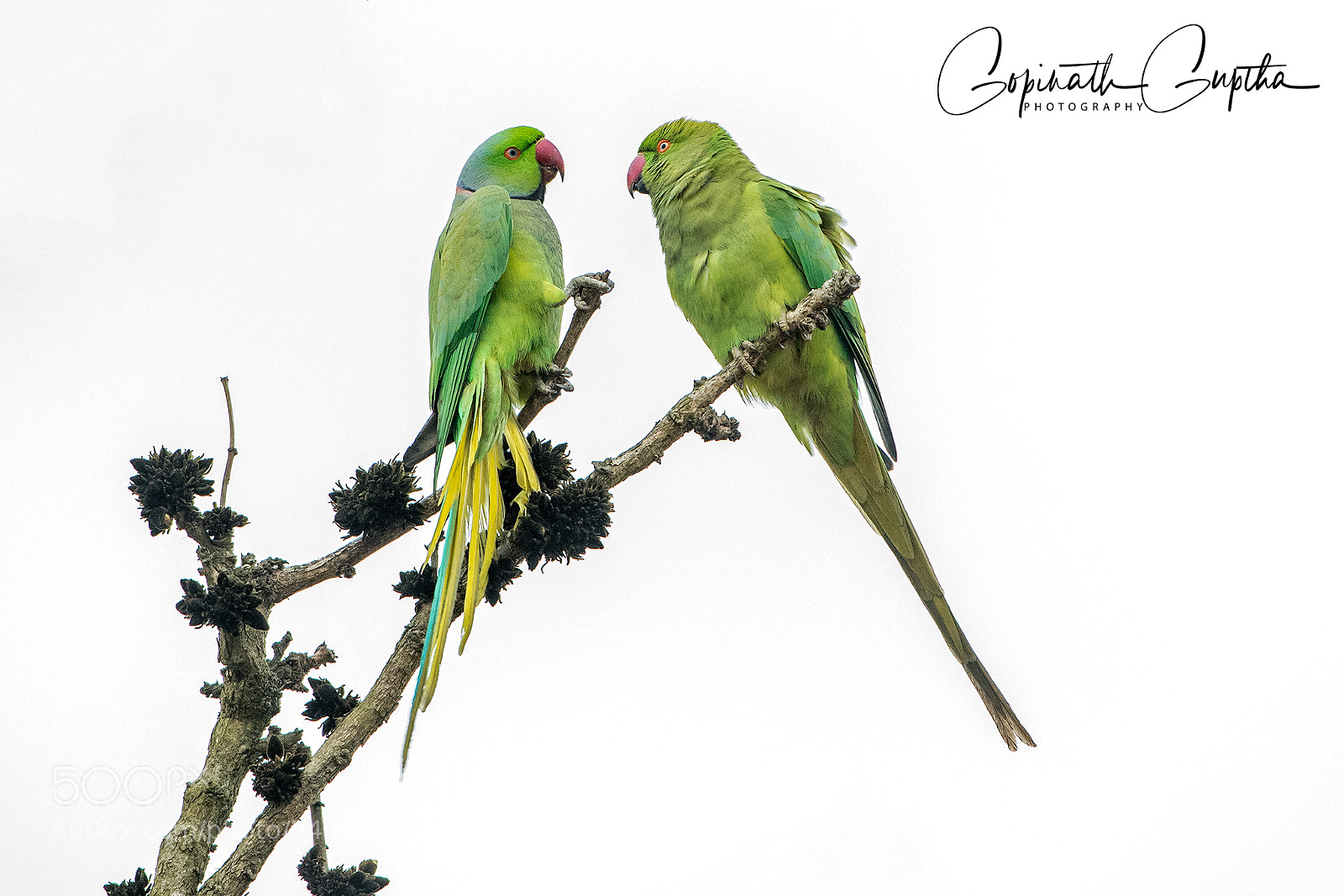 Nikon D850 sample photo. Rose ringed parakeets ... photography