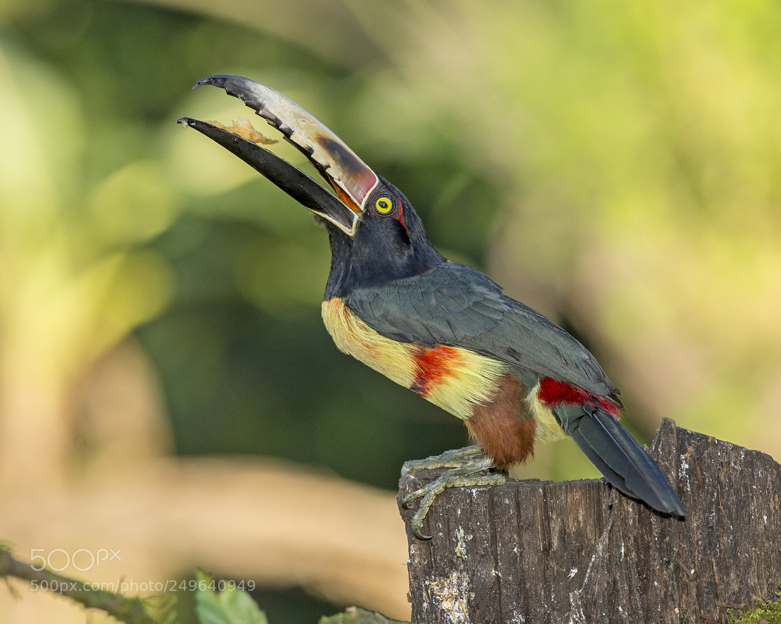 Nikon D4 sample photo. Collared aracari - time photography