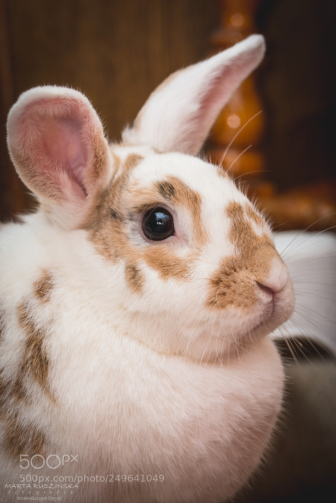 Nikon D7100 sample photo. My rabbit radar photography