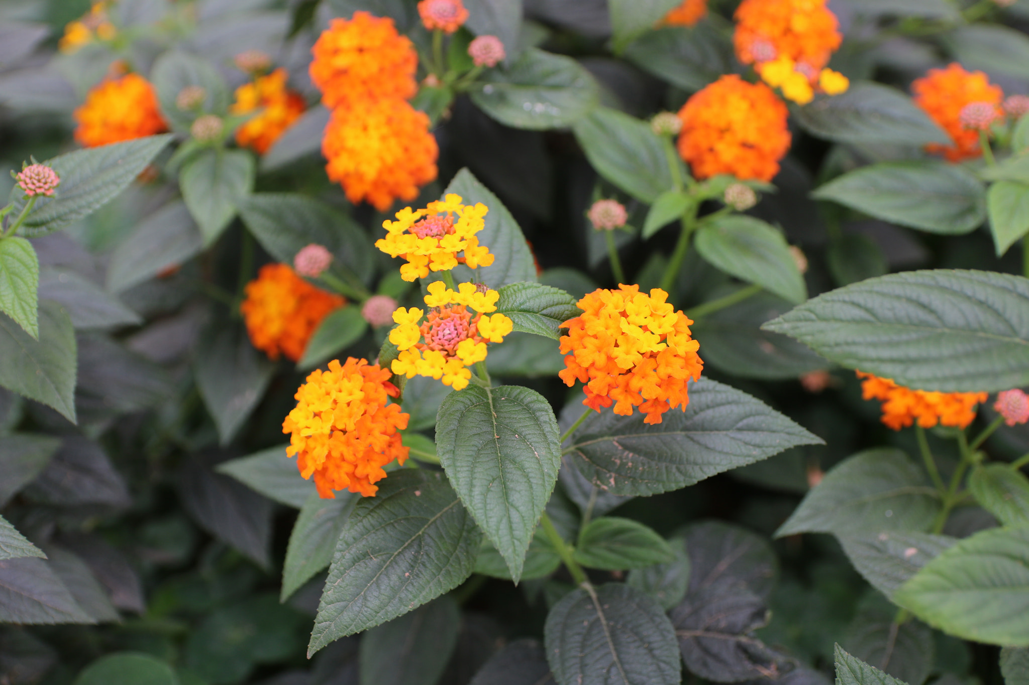 Canon EF-S 17-55mm F2.8 IS USM sample photo. Flower photography