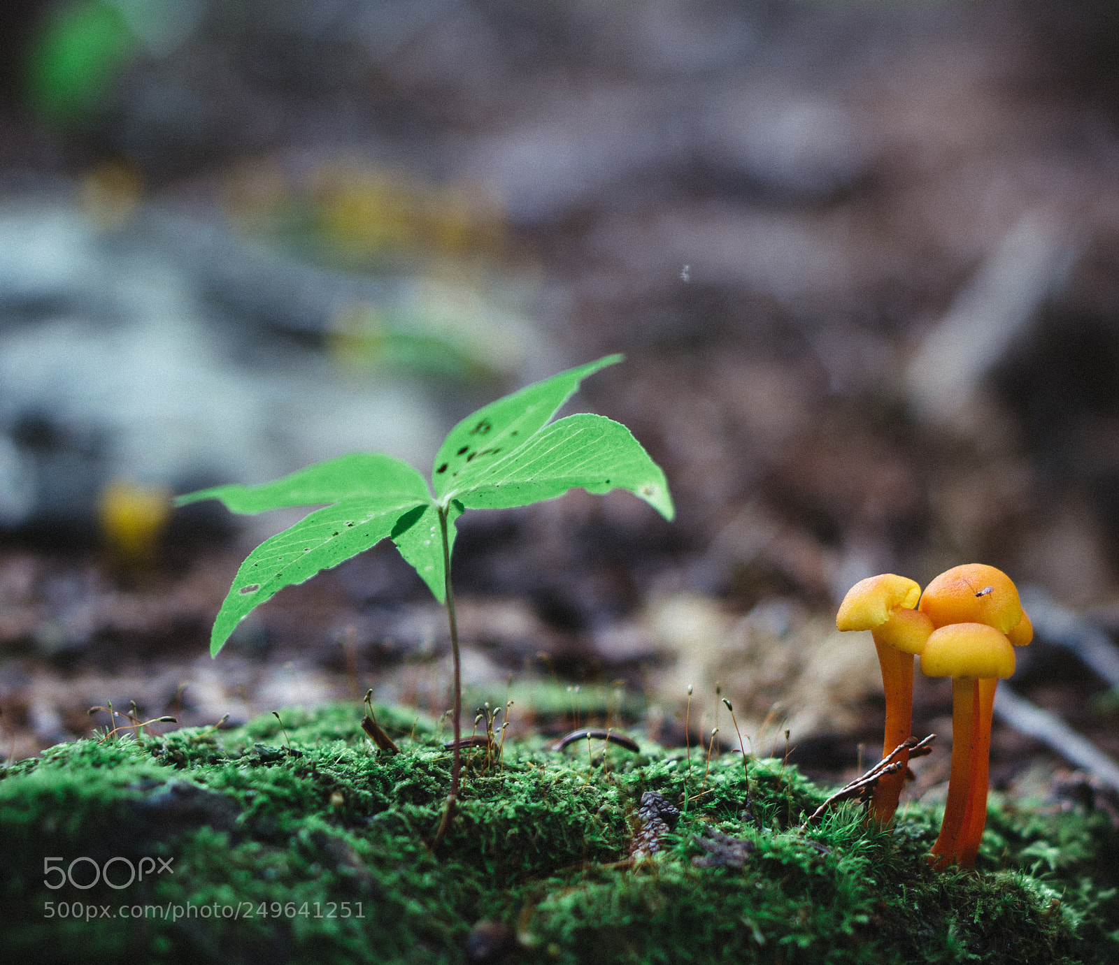 Sony a6000 sample photo. Mushroom // tree photography
