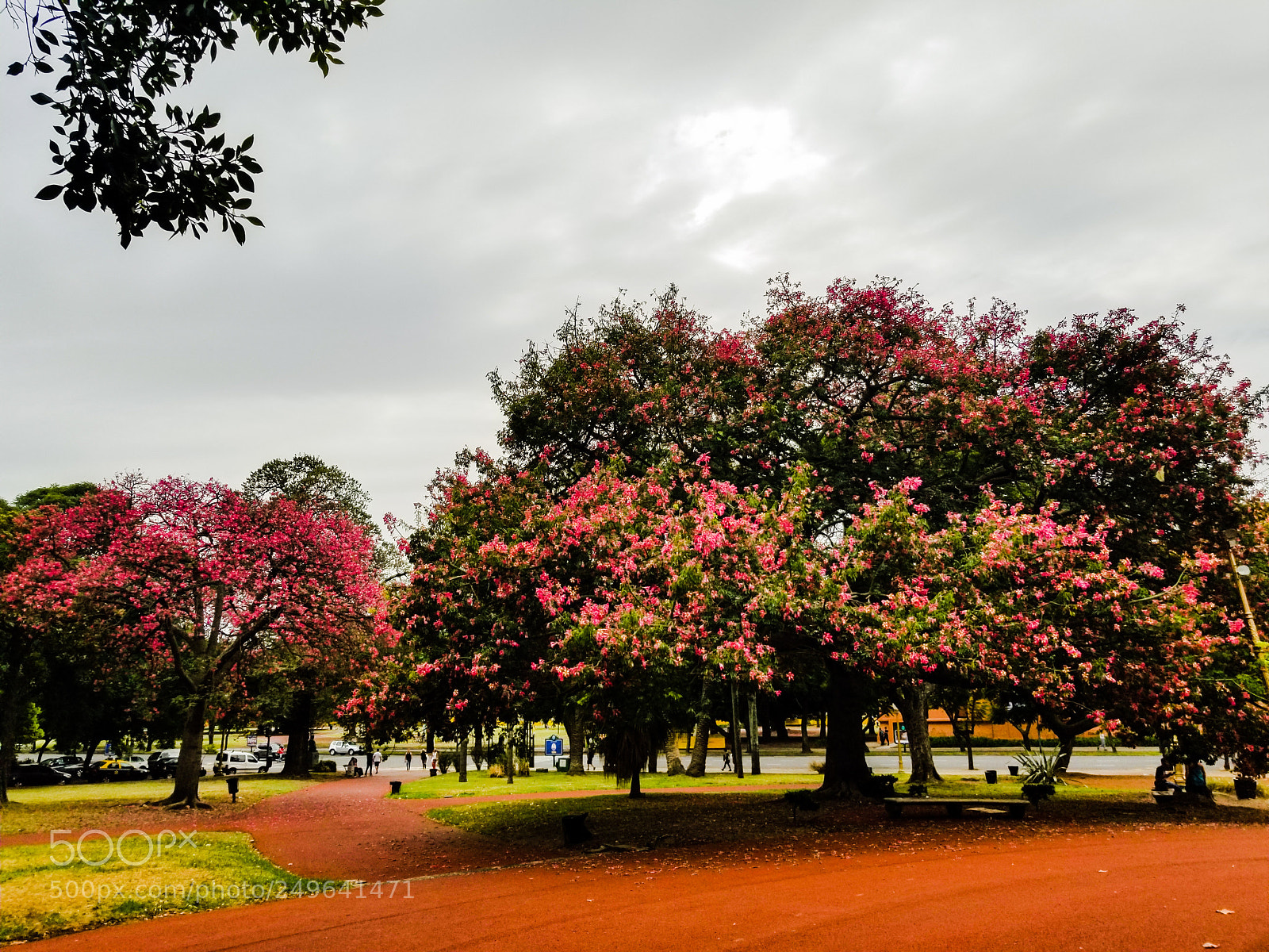Samsung Galaxy S8+ sample photo. Jacaranda photography