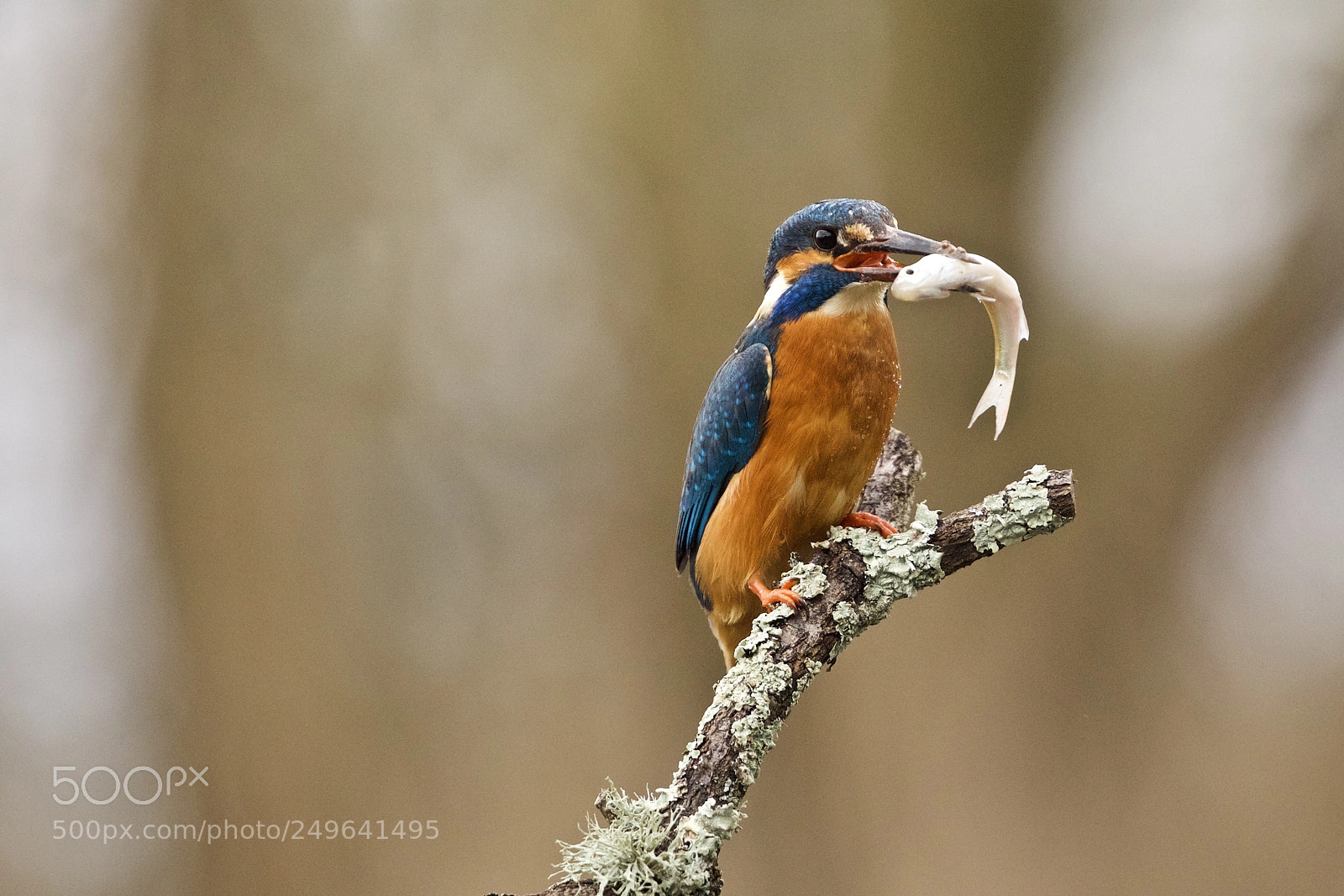 Canon EOS 5D Mark IV sample photo. Kingfisher photography