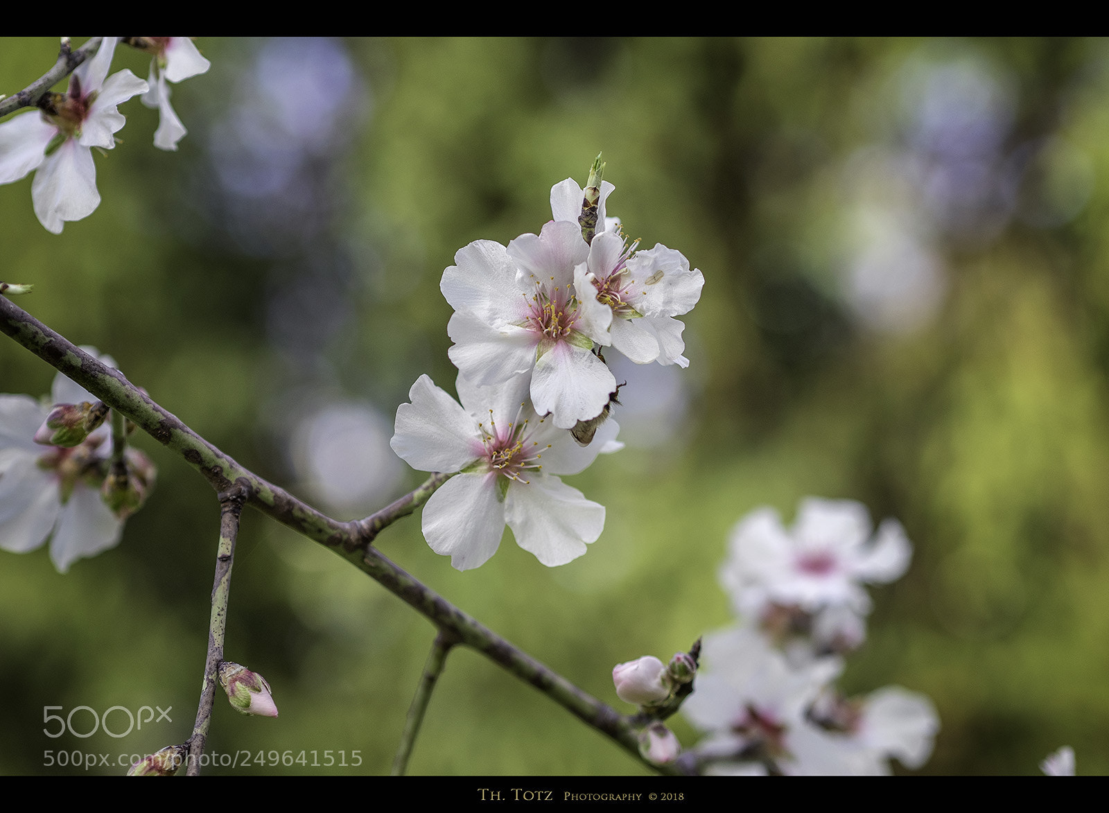 Olympus OM-D E-M1 sample photo. Spring blossoms photography