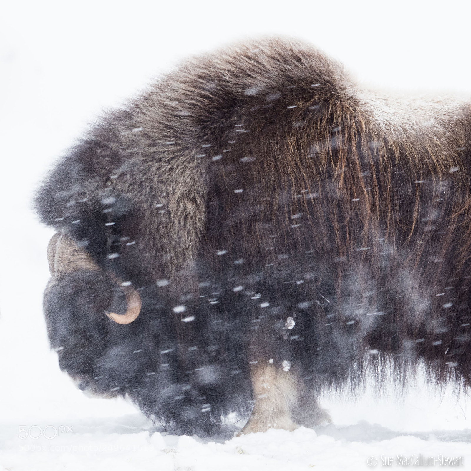 Olympus OM-D E-M1 Mark II sample photo. Snow storm photography