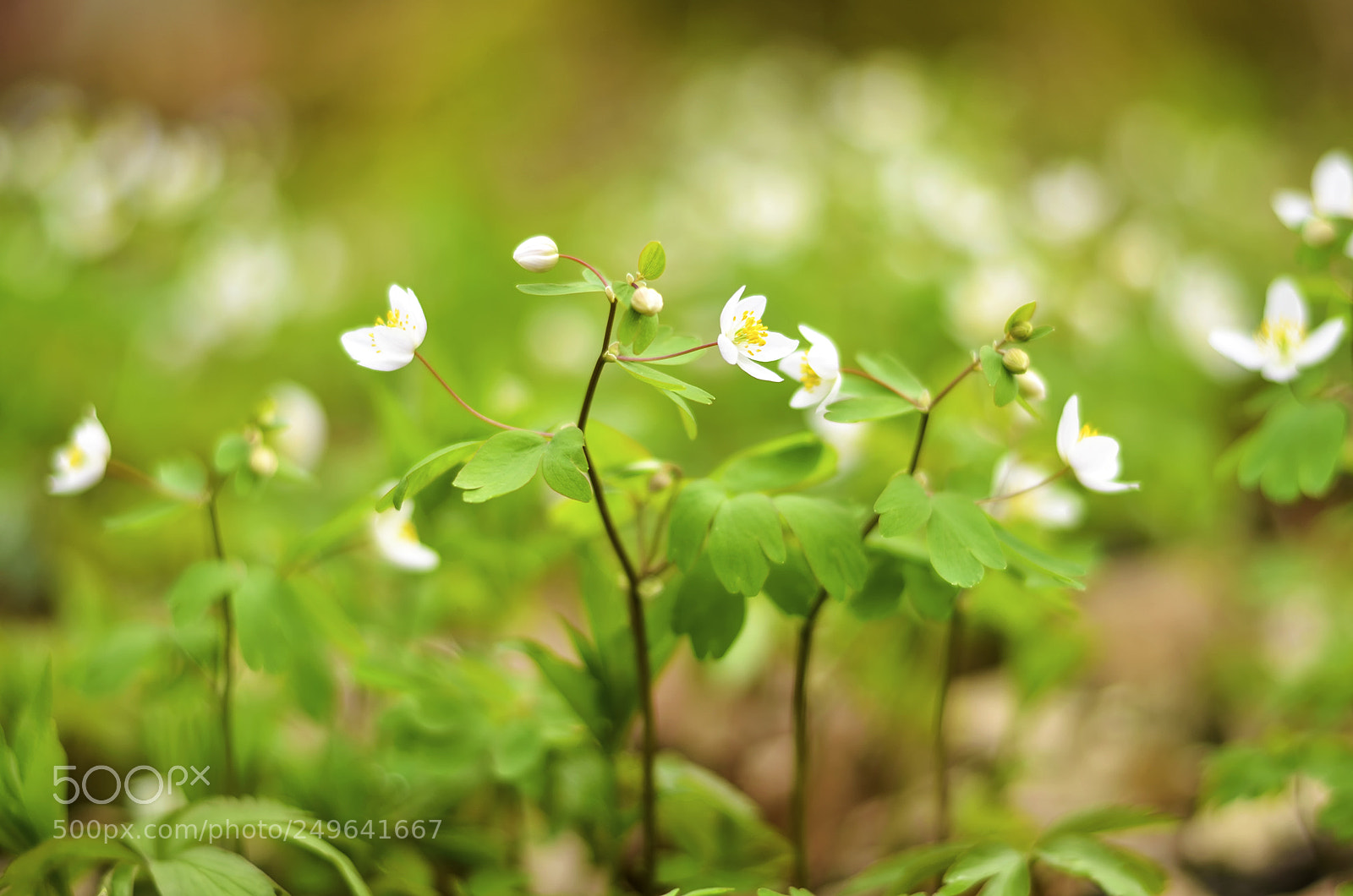 Nikon D7000 sample photo. Springtime mood photography