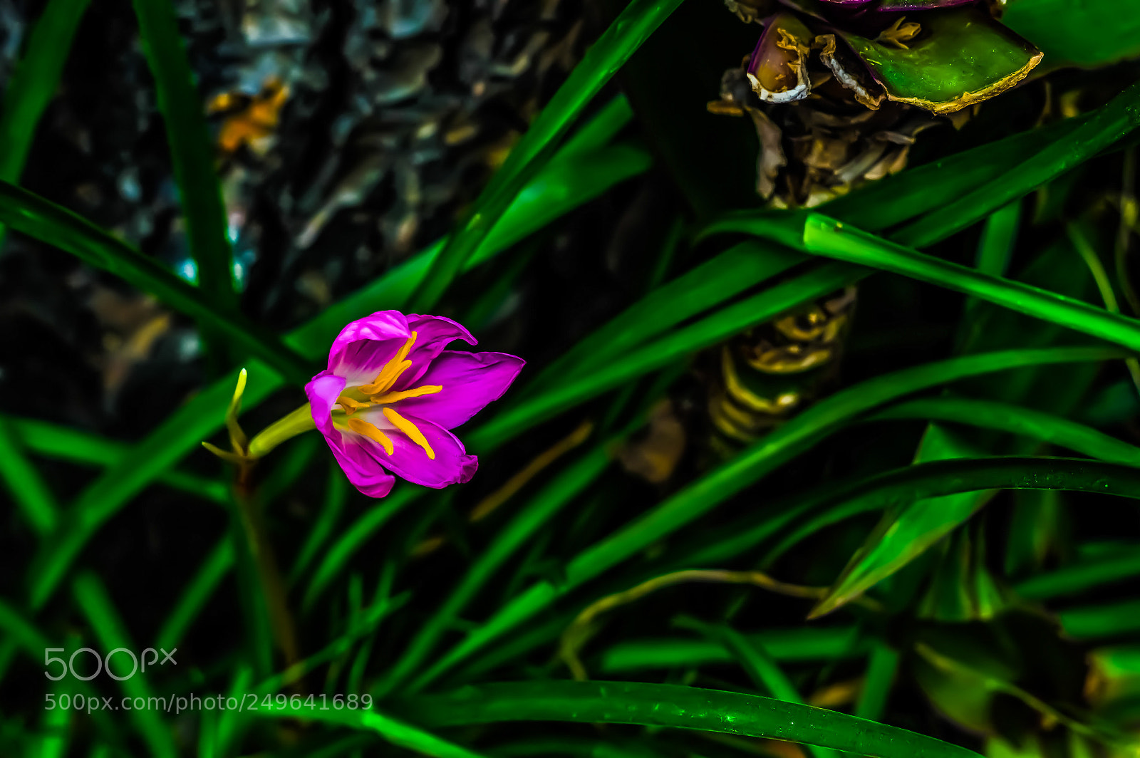 Nikon D3200 sample photo. Pequeña ? flor photography