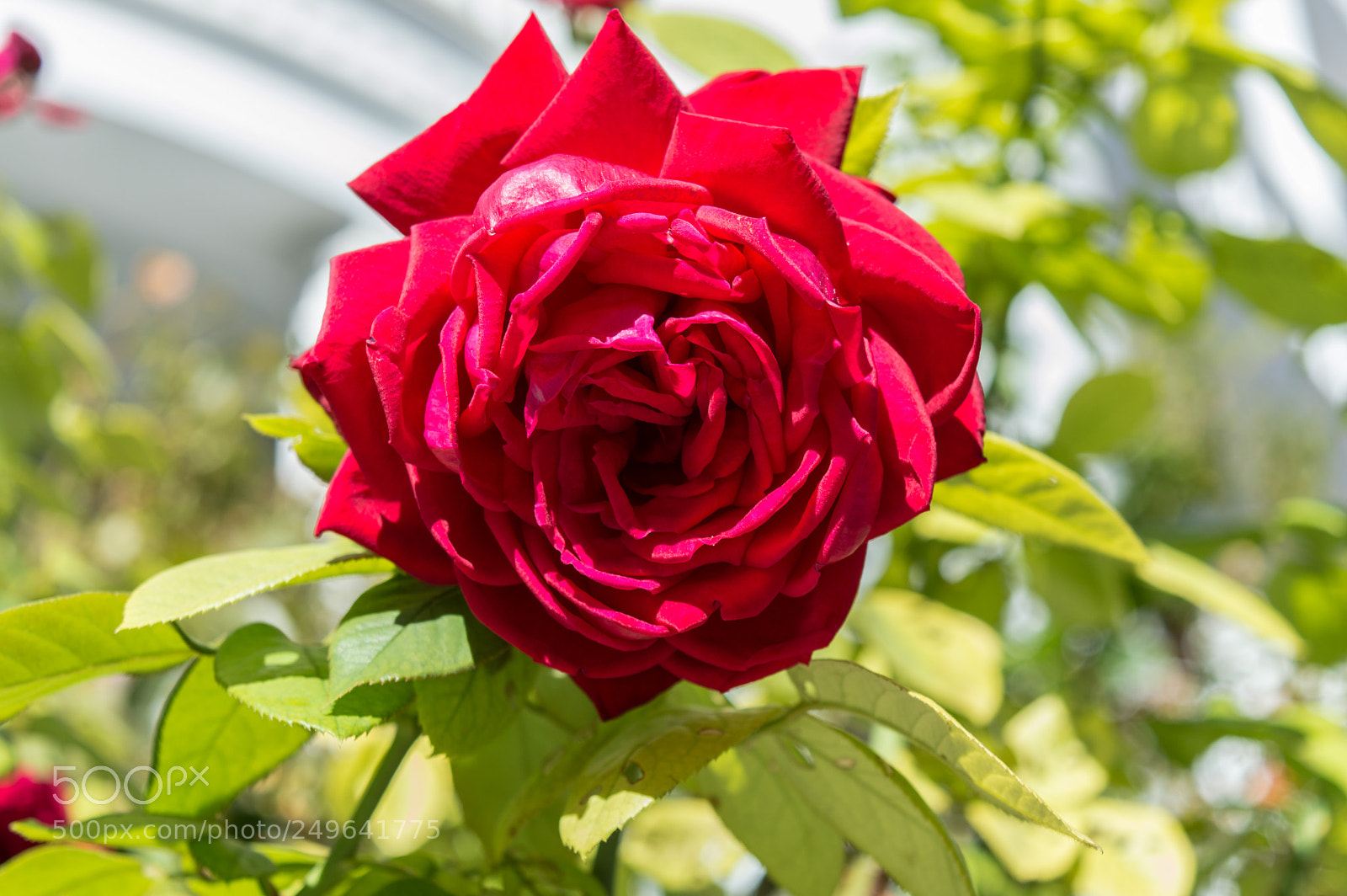 Nikon D3200 sample photo. Red rose photography