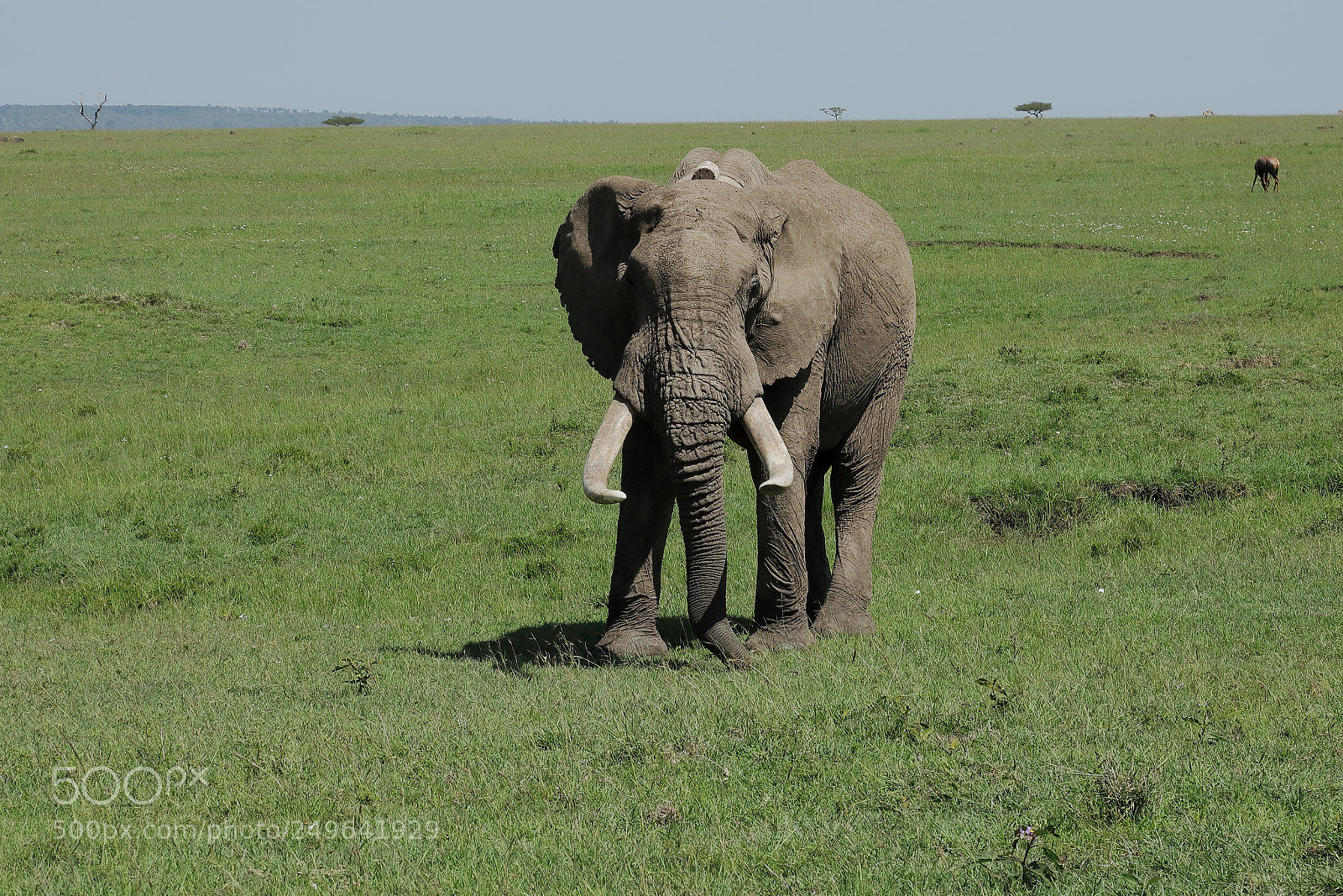 Canon EF 24-105mm F4L IS USM sample photo. Tagged bull elephant photography