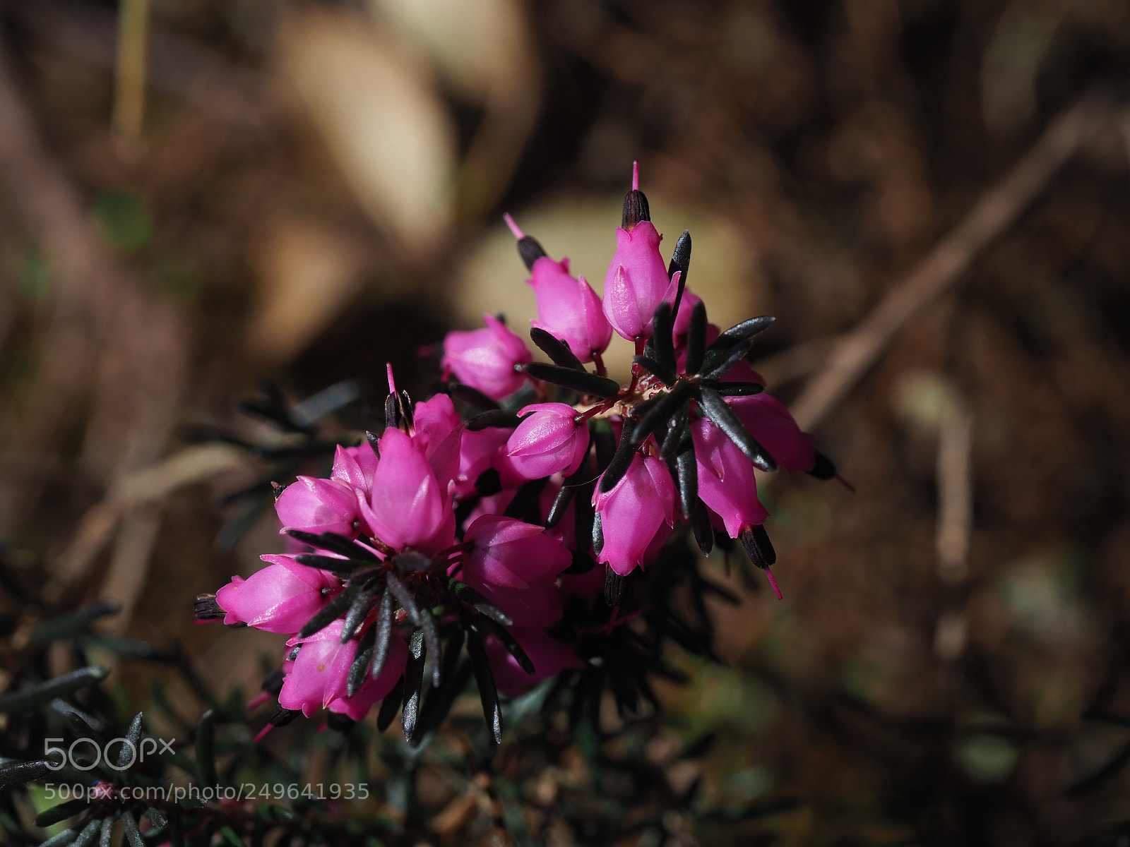 Olympus OM-D E-M1 Mark II sample photo. Pink heather photography