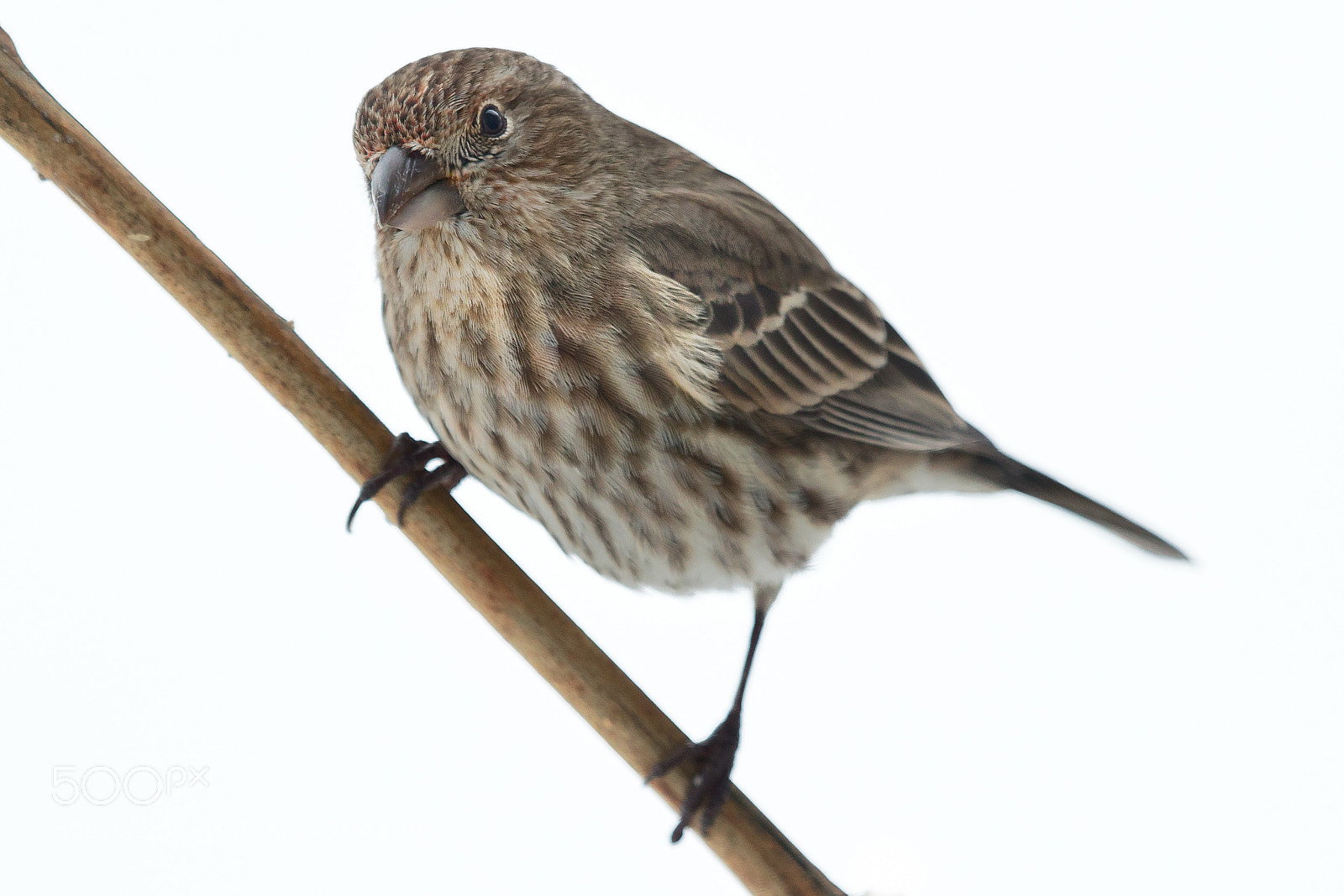 Canon EOS 7D Mark II sample photo. Female house finch photography