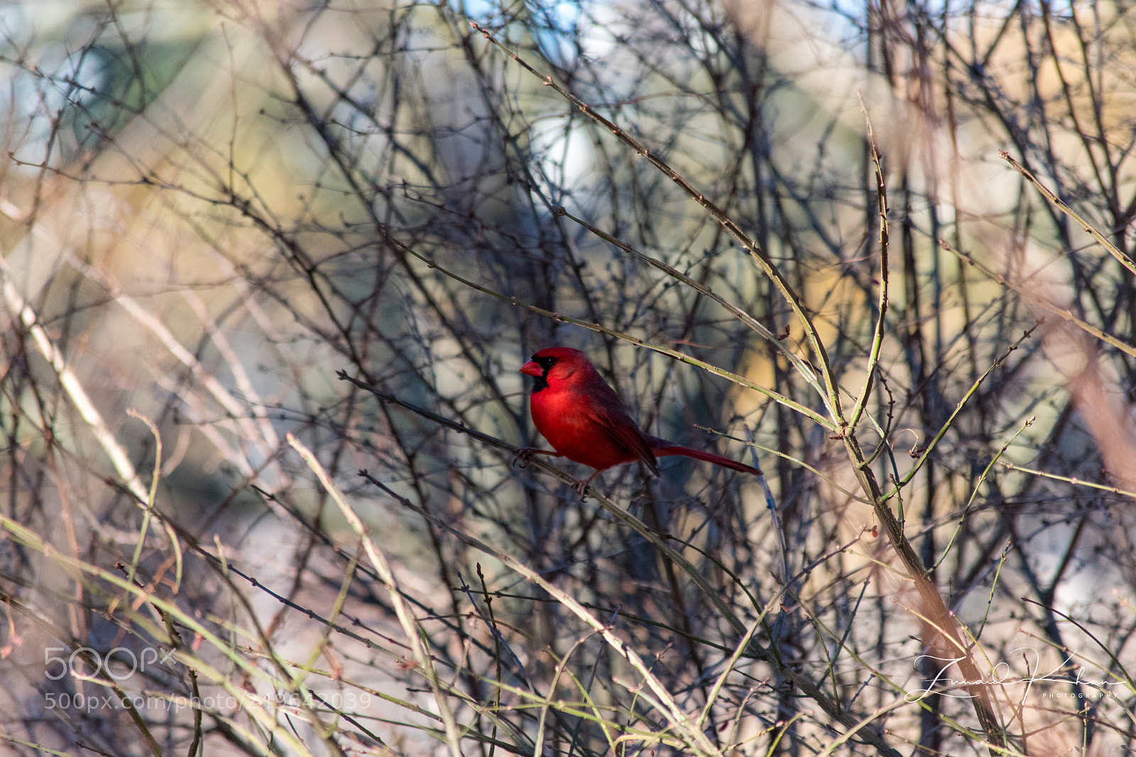 Nikon D3400 sample photo. Cardinal photography