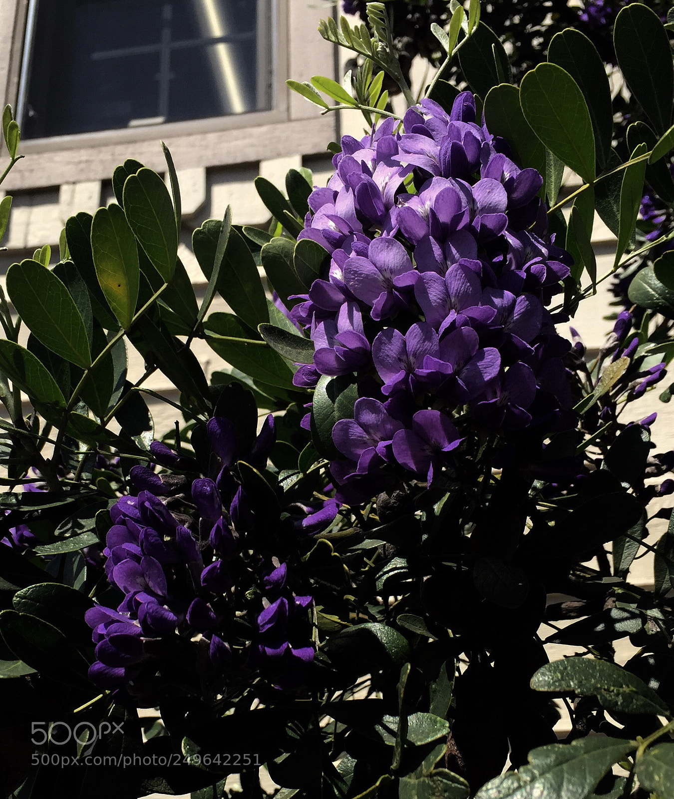 Apple iPhone 6 Plus sample photo. Mountain laurel redux, fredericksburg  photography