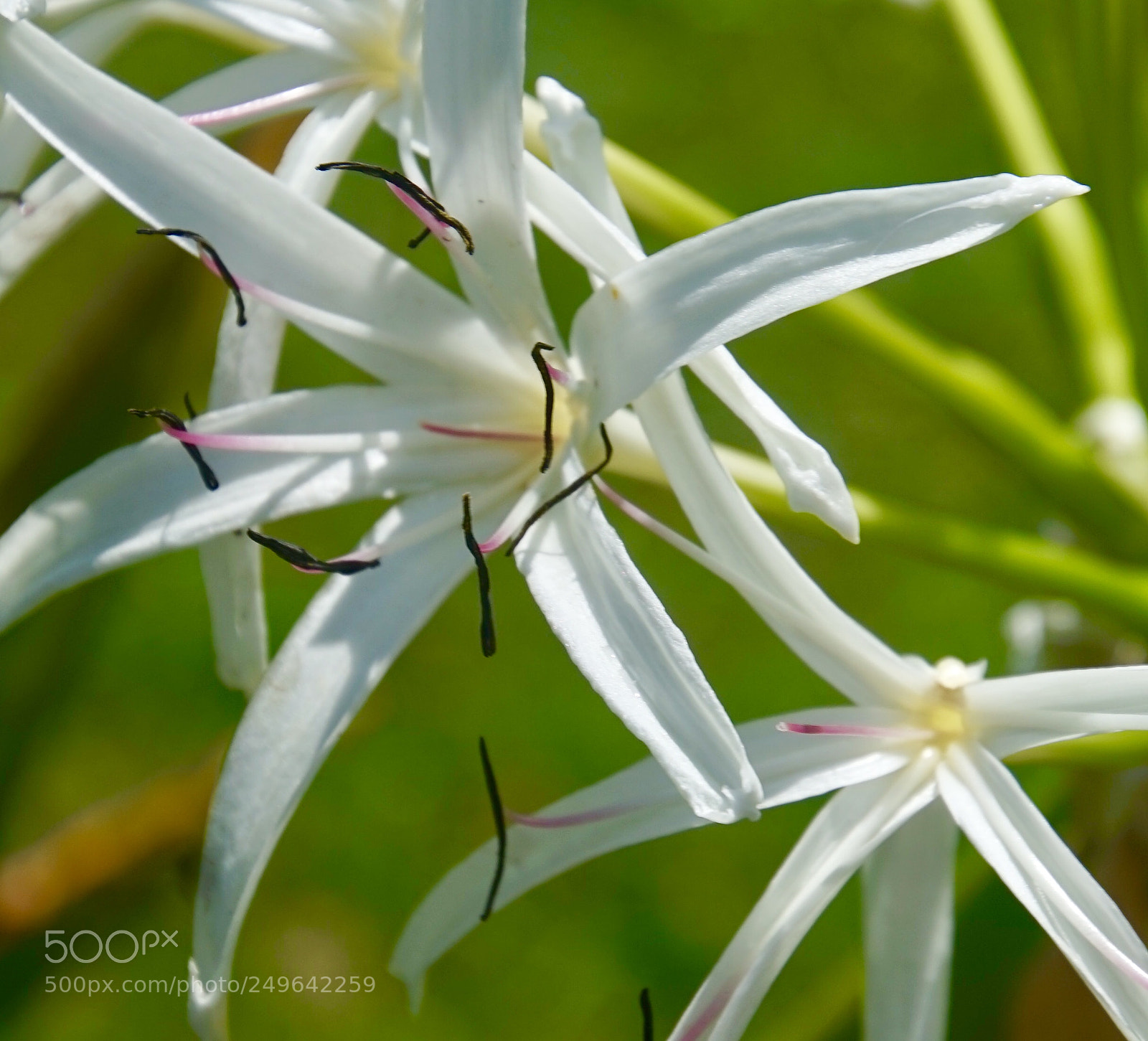 Sony a7 sample photo. Spider lilly photography